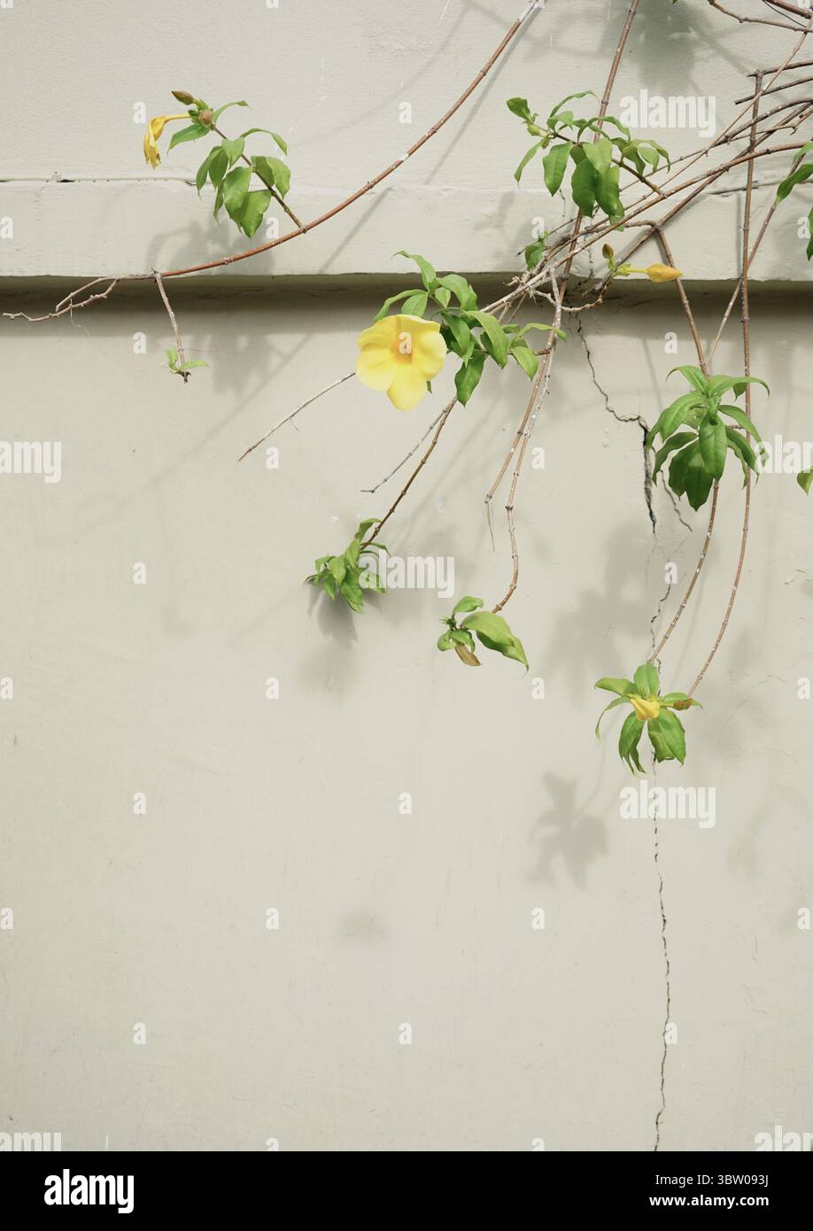 Echtes Foto von Hand gemacht minimalistische goldene Trompete Weinblume Blüte neutraler Palette Hintergrund Stockfoto