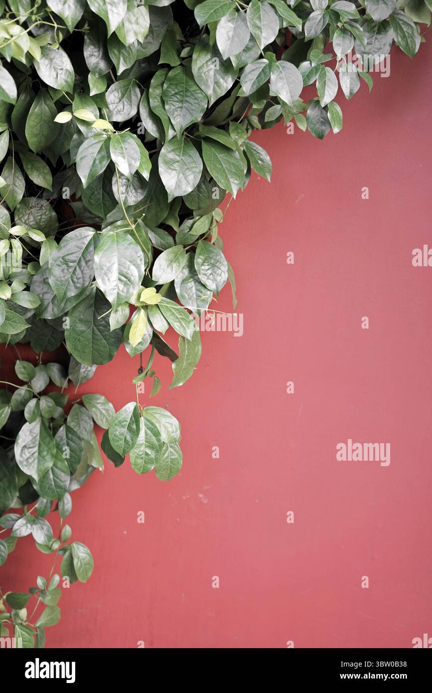 Echte handgefertigte Foto natürliche grüne Blätter Weinpflanze Terrakotta rot lila alte Wand Poster Hintergrund Stockfoto