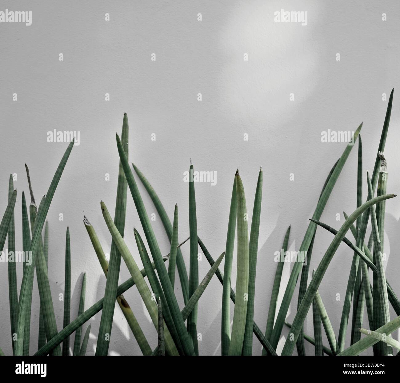 Echter organischer Foto weiß Wandlicht Schatten saftiger pflanzlicher neutraler Ton natürlicher ästhetischer Hintergrund Stockfoto