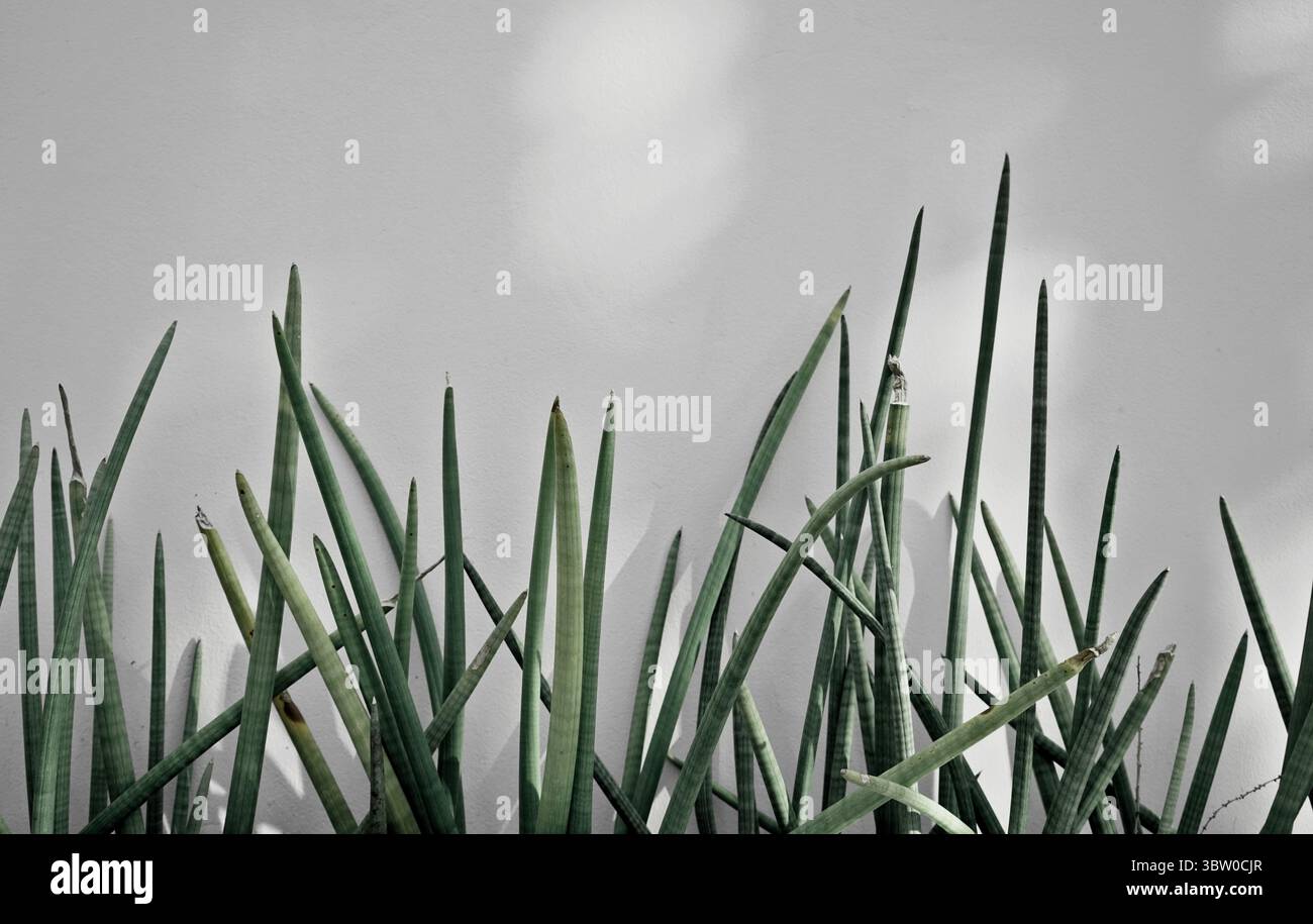 Echter organischer Foto weiß Wandlicht Schatten saftiger pflanzlicher neutraler Ton natürlicher ästhetischer Hintergrund Stockfoto