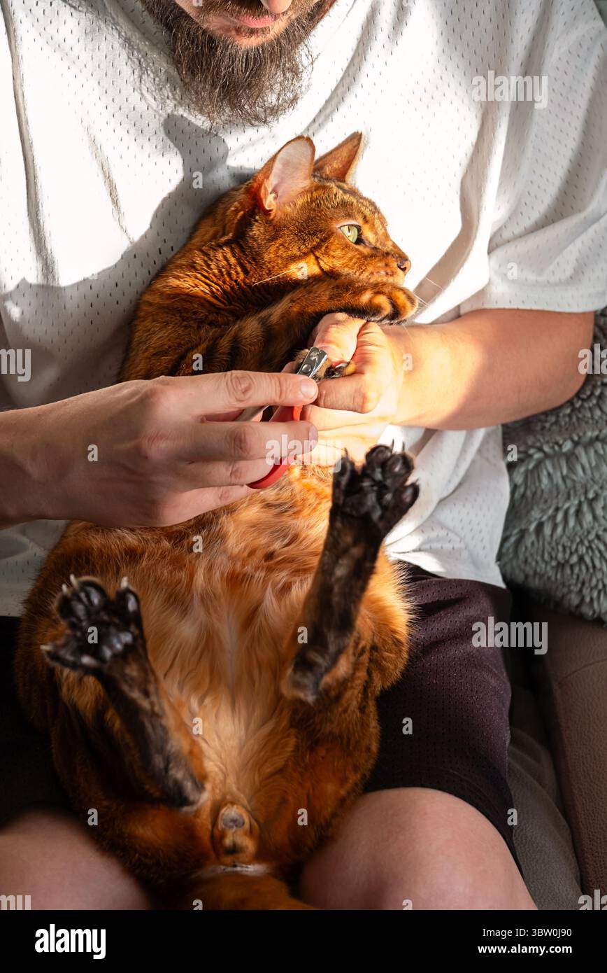Mann hält Katze, benutzt Nagelschneider, um seine Krallen zu trimmen. Haustierpflege und Tierpflege. Stockfoto