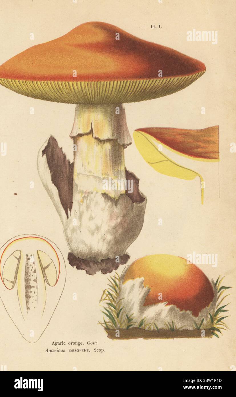 Caesars Pilz, Amanita caesarea. Essbar. Agaroronge, Agaricus caesareus. Genießbar. Chromolithographie nach einer botanischen Illustration der Künstlerin Aimée-Eugénie Delville-Cordier aus Francois Simeon Cordiers Les Champignons, Histoire, Beschreibung, Kultur, Verwendungen, Pilze, Geschichte, Beschreibung, Anbau, Verwendung, J. Rothschild, Paris, 1876. Stockfoto