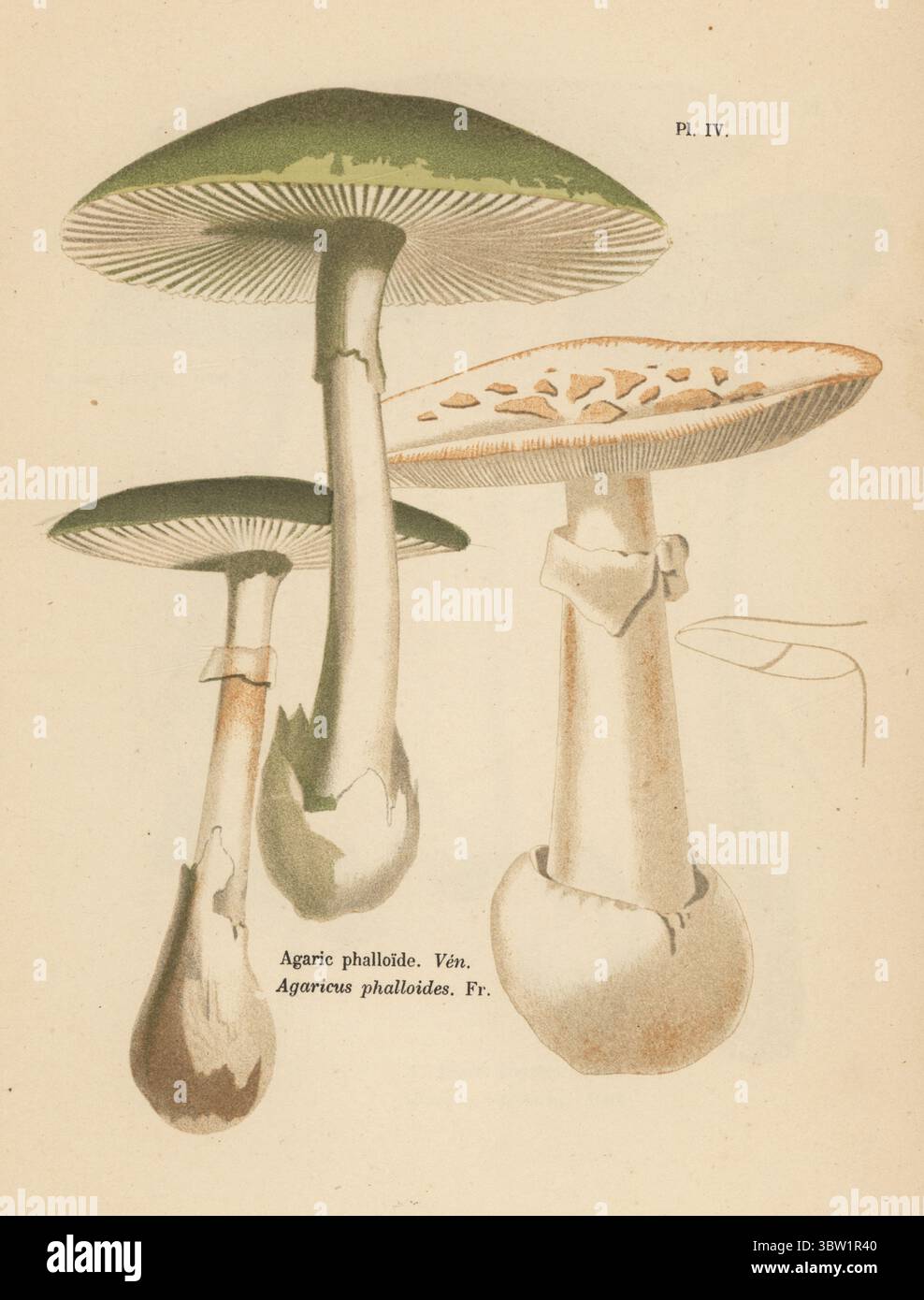 Todeskappe, Amanita phalloides. Giftig. Agarphalloid, Agaricus phalloides. Veneneux. Chromolithographie nach einer botanischen Illustration der Künstlerin Aimée-Eugénie Delville-Cordier aus Francois Simeon Cordiers Les Champignons, Histoire, Beschreibung, Kultur, Verwendungen, Pilze, Geschichte, Beschreibung, Anbau, Verwendung, J. Rothschild, Paris, 1876. Stockfoto