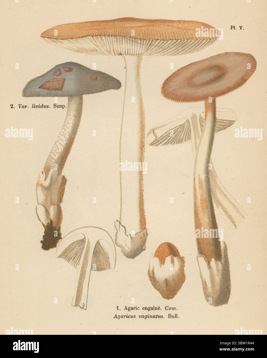 Grisette, Amanita Vaginata, komschätzbar 1,2. Agarengain, Agaricus vaginatus, var. Einzelpersonen, Chromolithographie nach einer botanischen Illustration der Künstlerin Aimée-Eugénie Delville-Cordier aus Francois Simeon Cordiers Les Champignons, Histoire, Beschreibung, Kultur, Verwendungen, Pilze, Geschichte, Beschreibung, Anbau, Verwendung, J. Rothschild, Paris, 1876. Stockfoto