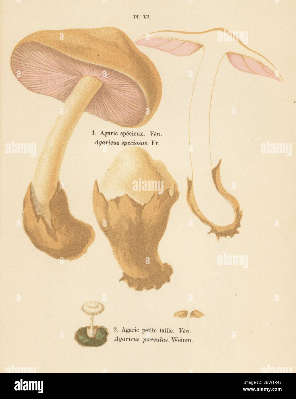 Stoppelrosegill, Volvopluteus gloiocephalus 1 und Volvariella pusilla 2. Giftig. Agaric specieux, Agaricus speciosus, agaric petite Taille, Agaricus parvulus. Veneneux. Chromolithographie nach einer botanischen Illustration der Künstlerin Aimée-Eugénie Delville-Cordier aus Francois Simeon Cordiers Les Champignons, Histoire, Beschreibung, Kultur, Verwendungen, Pilze, Geschichte, Beschreibung, Anbau, Verwendung, J. Rothschild, Paris, 1876. Stockfoto