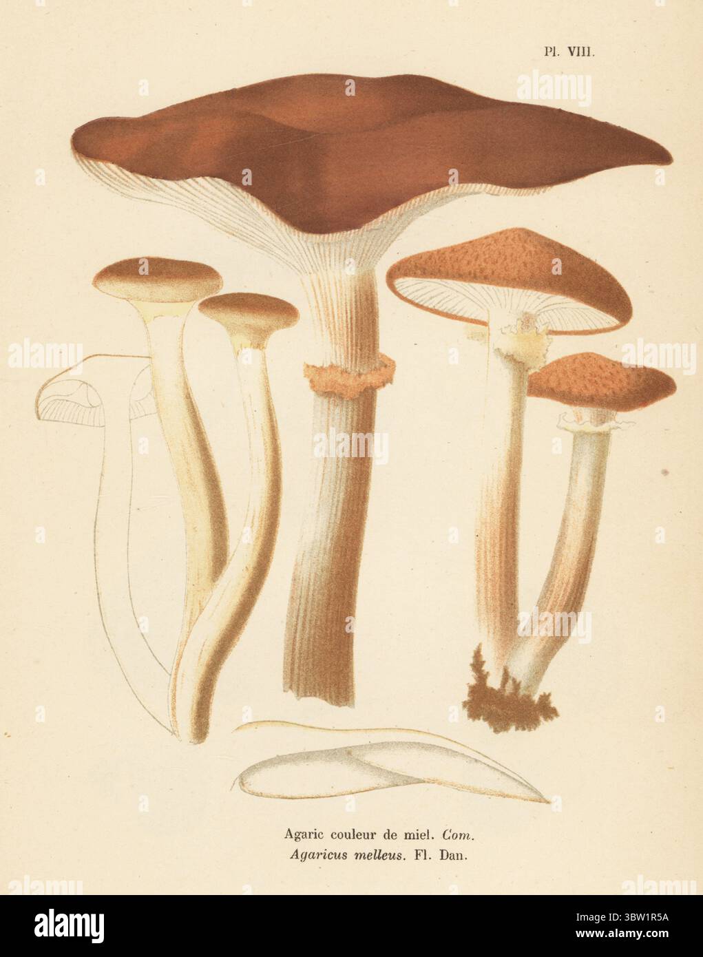 Honigpilz, Armillaria mellea. Essbar. Agarisches Couleur de miel, Agaricus melleus. Genießbar. Chromolithographie nach einer botanischen Illustration der Künstlerin Aimée-Eugénie Delville-Cordier aus Francois Simeon Cordiers Les Champignons, Histoire, Beschreibung, Kultur, Verwendungen, Pilze, Geschichte, Beschreibung, Anbau, Verwendung, J. Rothschild, Paris, 1876. Stockfoto