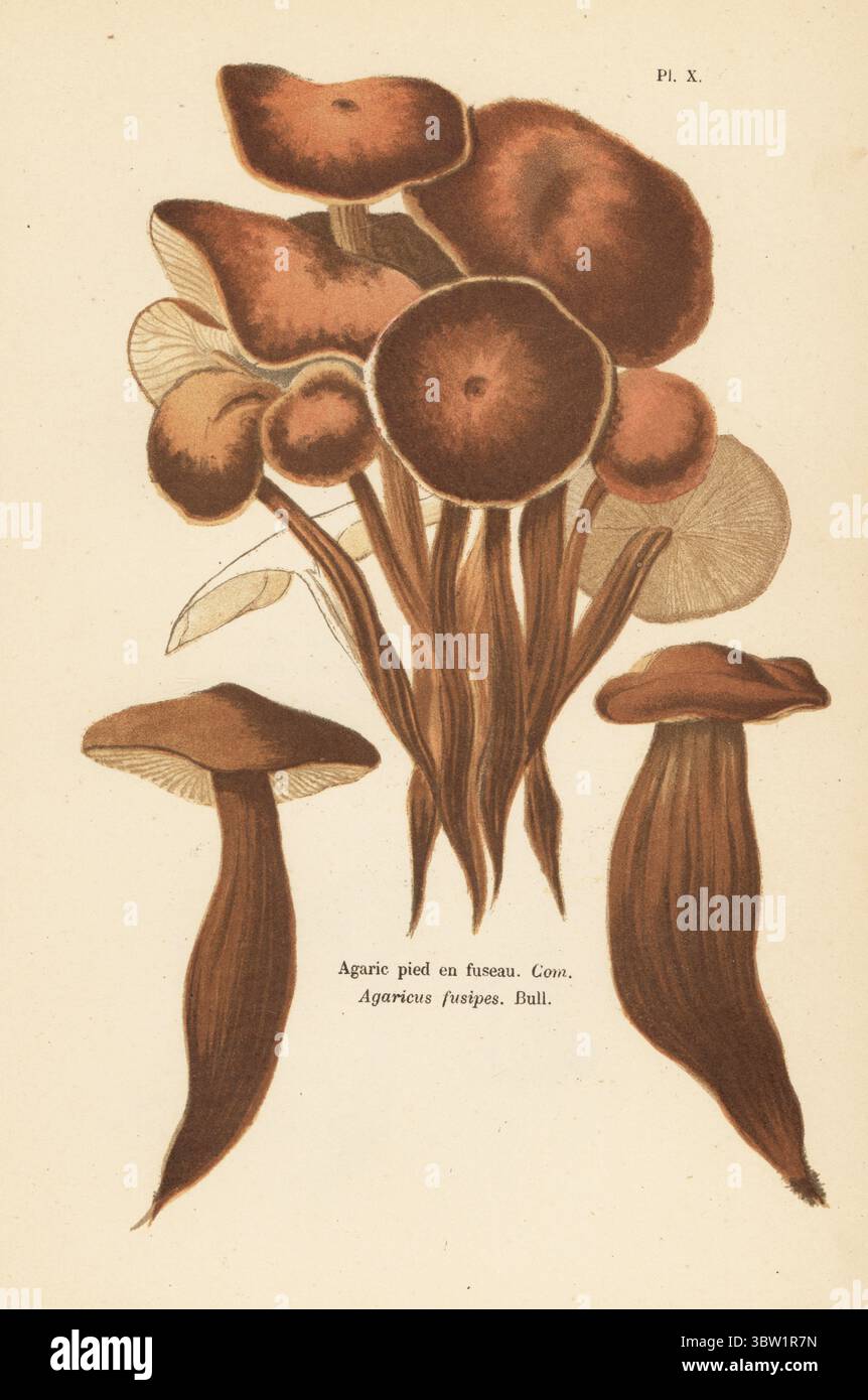 Spindelschaft, Gymnopus fusipes. Essbar. Agarpied en fuseau, Agaricus fusipes. Genießbar. Chromolithographie nach einer botanischen Illustration der Künstlerin Aimée-Eugénie Delville-Cordier aus Francois Simeon Cordiers Les Champignons, Histoire, Beschreibung, Kultur, Verwendungen, Pilze, Geschichte, Beschreibung, Anbau, Verwendung, J. Rothschild, Paris, 1876. Stockfoto