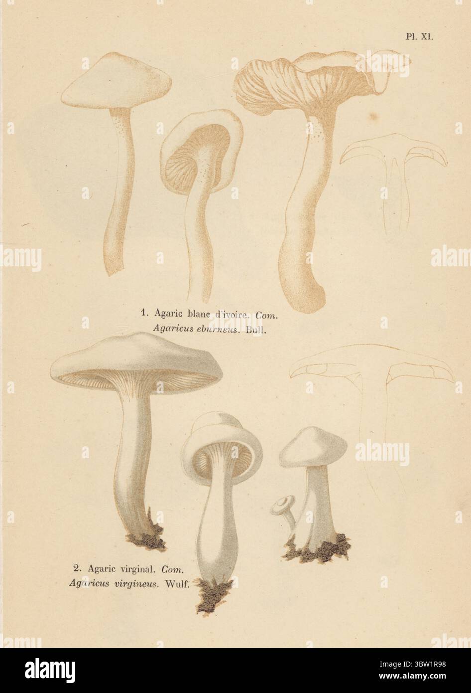 Elfenbein-Holzwachs, Hygrophorus eburneus 1 und schneebedeckte Wachskappe, Cuphophyllus virgineus 2. Essbar. Agaric blanc d'ivoire, Agaricus eburneus, Agaric Virginal, Agaricus virgineus. Genießbar. Chromolithographie nach einer botanischen Illustration der Künstlerin Aimée-Eugénie Delville-Cordier aus Francois Simeon Cordiers Les Champignons, Histoire, Beschreibung, Kultur, Verwendungen, Pilze, Geschichte, Beschreibung, Anbau, Verwendung, J. Rothschild, Paris, 1876. Stockfoto