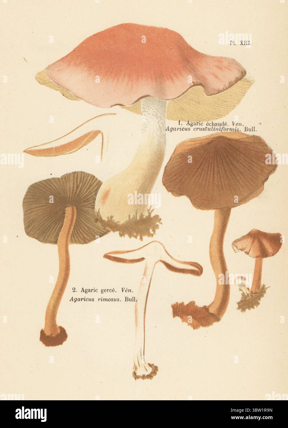 Poisonpie, Hebeloma crustuliniforme 1 und Split Fibrecap, Pseudosperma rimosum 2. Giftig. Agarechaude, Agaricus crustuliniformis, Agarkeime, Agaricus rimosus. Veneneux. Chromolithographie nach einer botanischen Illustration der Künstlerin Aimée-Eugénie Delville-Cordier aus Francois Simeon Cordiers Les Champignons, Histoire, Beschreibung, Kultur, Verwendungen, Pilze, Geschichte, Beschreibung, Anbau, Verwendung, J. Rothschild, Paris, 1876. Stockfoto
