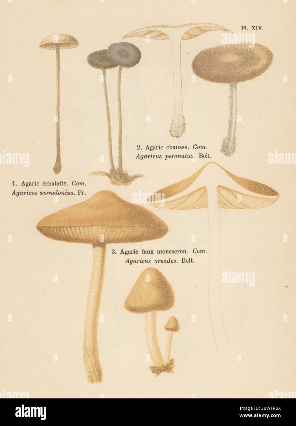 Vampire Fluch, Mycetinis scorodonius 1, Holzwollefuß, Collybiopsis peronata 2 und Feenring Champignon, Marasmius oreades 3. Essbar. Agarechalotte, Agaricus scorodonius, agarchausse, Agaricus peronatus, Agarfaux Mousseron, Agaricus oreades. Genießbar. Chromolithographie nach einer botanischen Illustration der Künstlerin Aimée-Eugénie Delville-Cordier aus Francois Simeon Cordiers Les Champignons, Histoire, Beschreibung, Kultur, Verwendungen, Pilze, Geschichte, Beschreibung, Anbau, Verwendung, J. Rothschild, Paris, 1876. Stockfoto