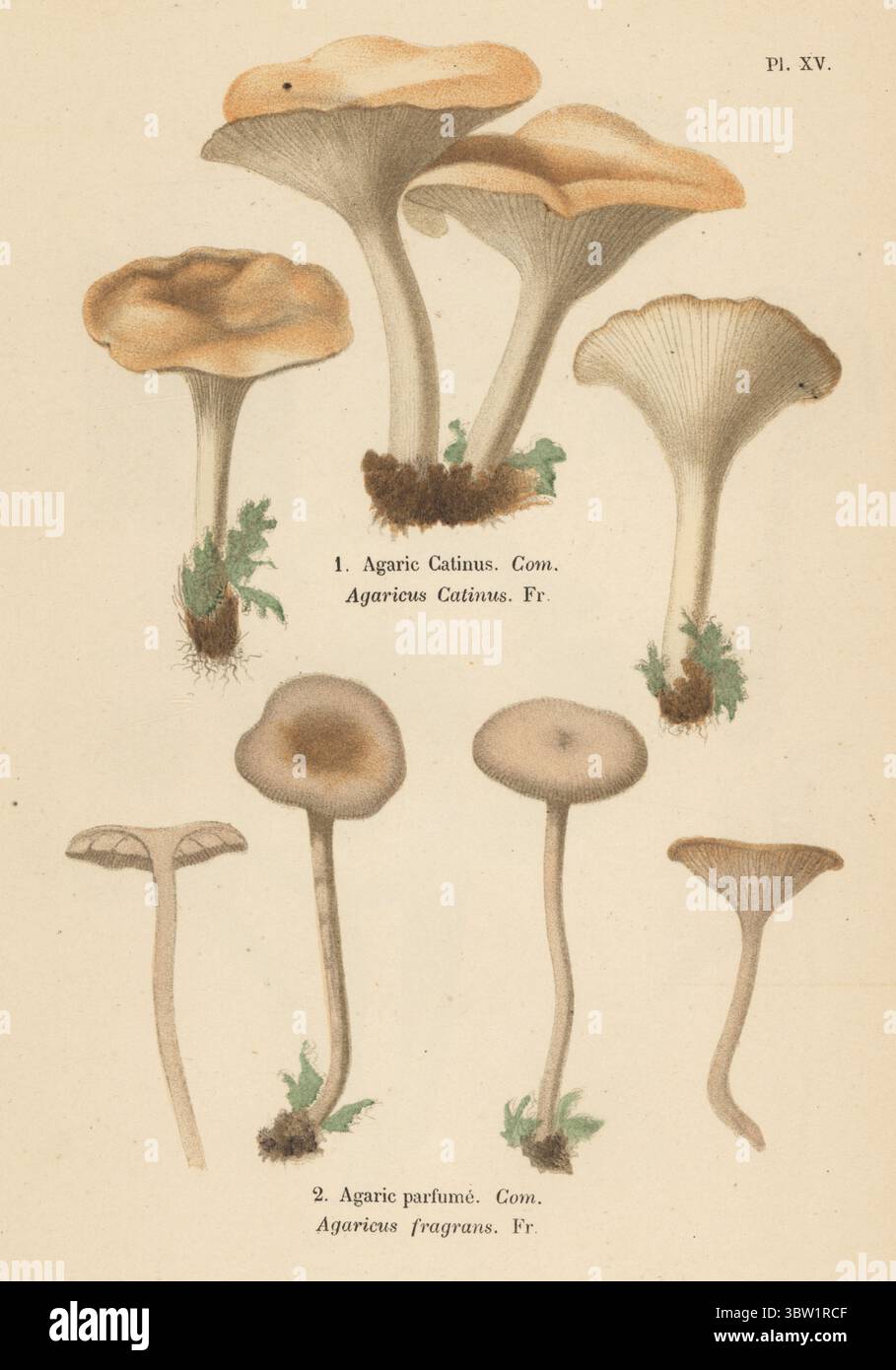 Clitocybe catinus 1 und Dufttrichter Clitocybe fragrans 2. Essbar. Agarcatinus, Agaricus catinus, Agarparfume, Agaricus-Duftstoffe. Genießbar. Chromolithographie nach einer botanischen Illustration der Künstlerin Aimée-Eugénie Delville-Cordier aus Francois Simeon Cordiers Les Champignons, Histoire, Beschreibung, Kultur, Verwendungen, Pilze, Geschichte, Beschreibung, Anbau, Verwendung, J. Rothschild, Paris, 1876. Stockfoto