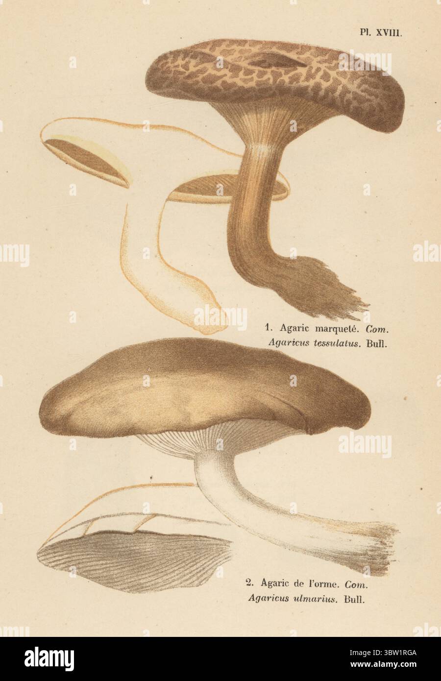 Buchenpilz, Hypsizygus tessulatus 1 und Ulmenlegel, Hypsizygus ulmarius 2. Essbar. Agarmarquete, Agaricus tessulatus, Agaric de l'orme, Agaricus ulmarius. Genießbar. Chromolithographie nach einer botanischen Illustration der Künstlerin Aimée-Eugénie Delville-Cordier aus Francois Simeon Cordiers Les Champignons, Histoire, Beschreibung, Kultur, Verwendungen, Pilze, Geschichte, Beschreibung, Anbau, Verwendung, J. Rothschild, Paris, 1876. Stockfoto