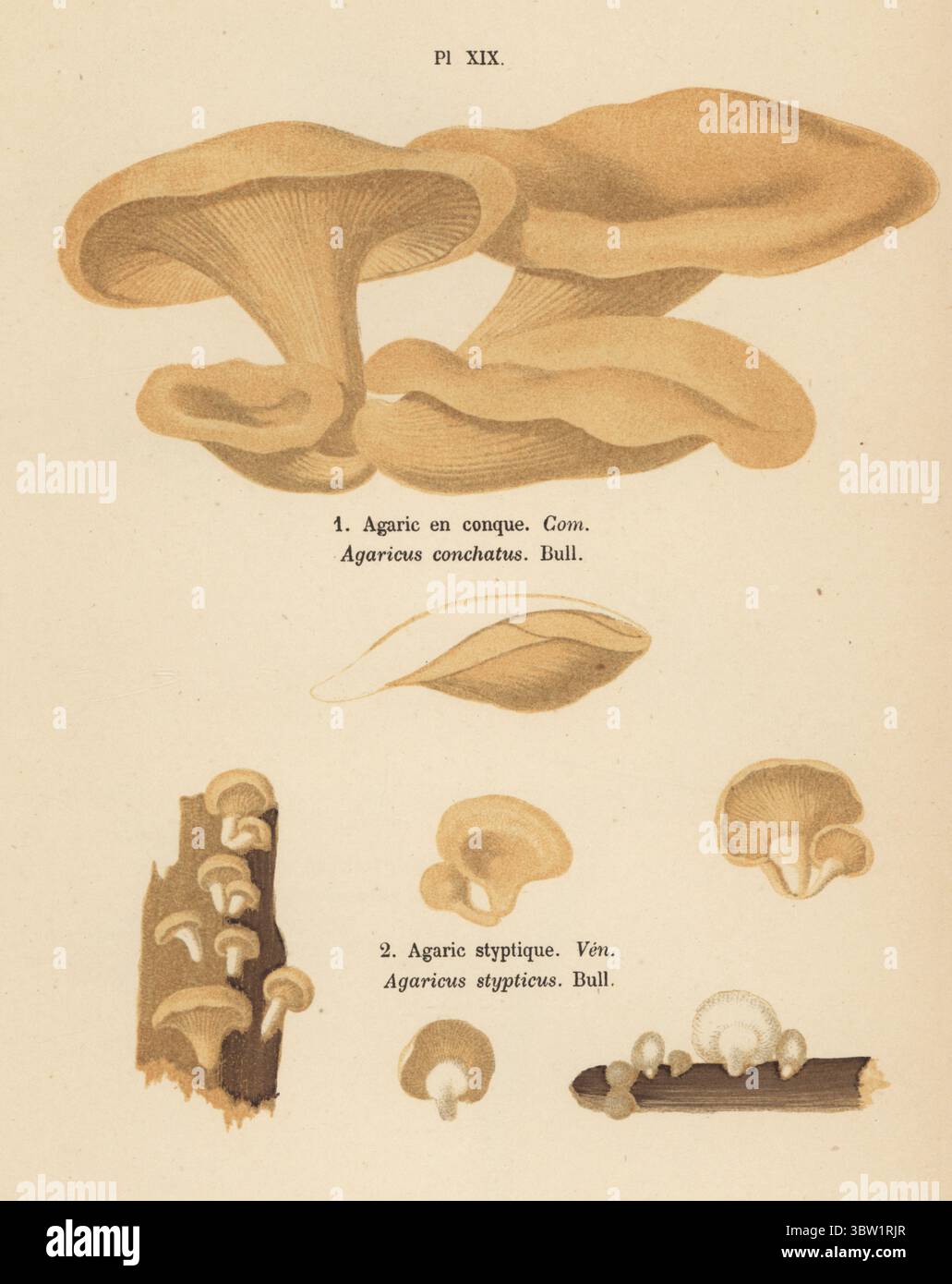Flieder Austernling, Panus conchatus, essbar 1, und Bitterausternling, Panellus stipticus, giftig 2. Agaric en conque, Agaricus conchatus, Agaric styptique, Agaricus stypticus. Chromolithographie nach einer botanischen Illustration der Künstlerin Aimée-Eugénie Delville-Cordier aus Francois Simeon Cordiers Les Champignons, Histoire, Beschreibung, Kultur, Verwendungen, Pilze, Geschichte, Beschreibung, Anbau, Verwendung, J. Rothschild, Paris, 1876. Stockfoto