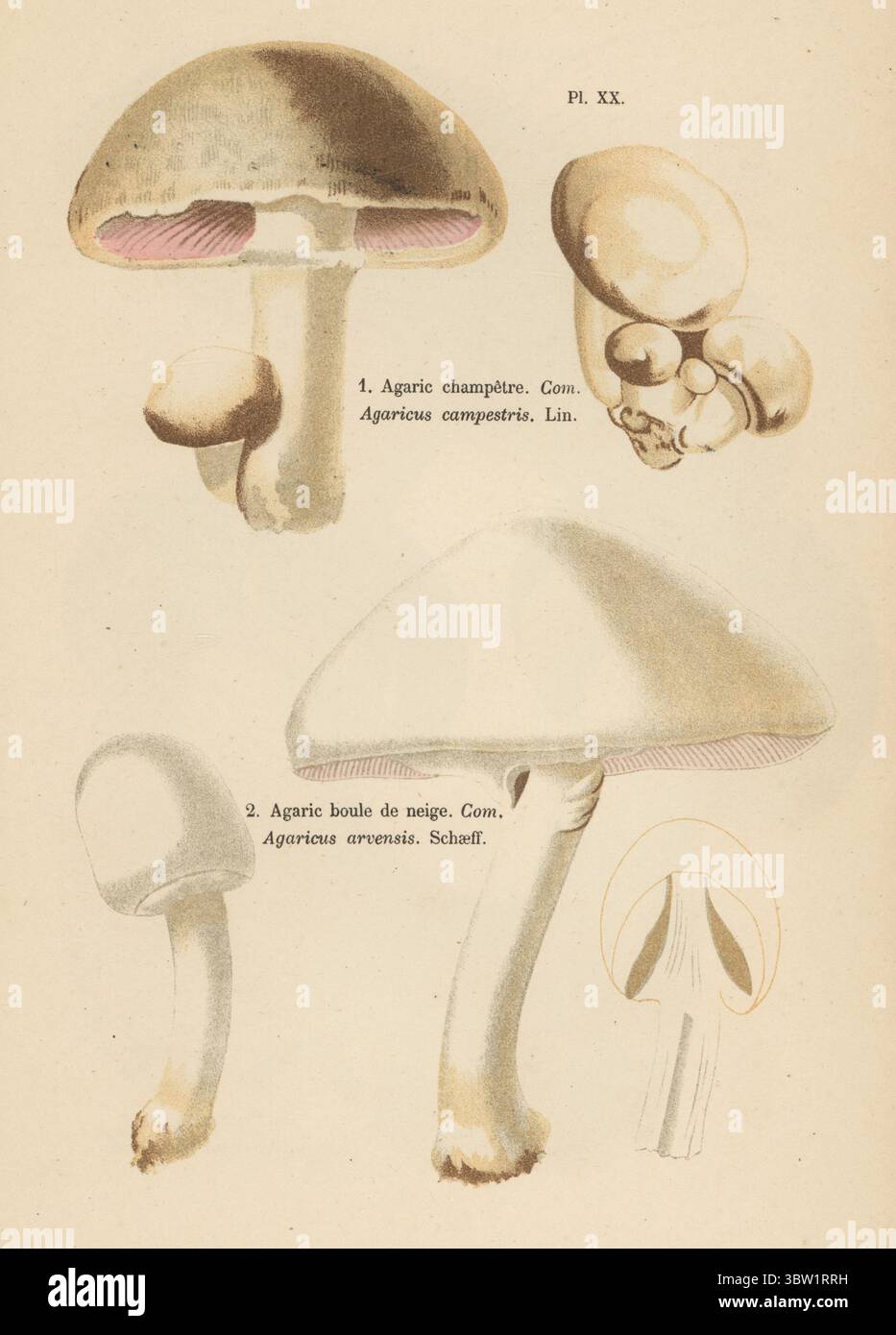 Feldpilz, Agarchampetre, Agaricus campestris 1 und Pferdepilz, Agarboule de neige, Agaricus arvensis 2. Genießbar, genießbar. Chromolithographie nach einer botanischen Illustration der Künstlerin Aimée-Eugénie Delville-Cordier aus Francois Simeon Cordiers Les Champignons, Histoire, Beschreibung, Kultur, Verwendungen, Pilze, Geschichte, Beschreibung, Anbau, Verwendung, J. Rothschild, Paris, 1876. Stockfoto