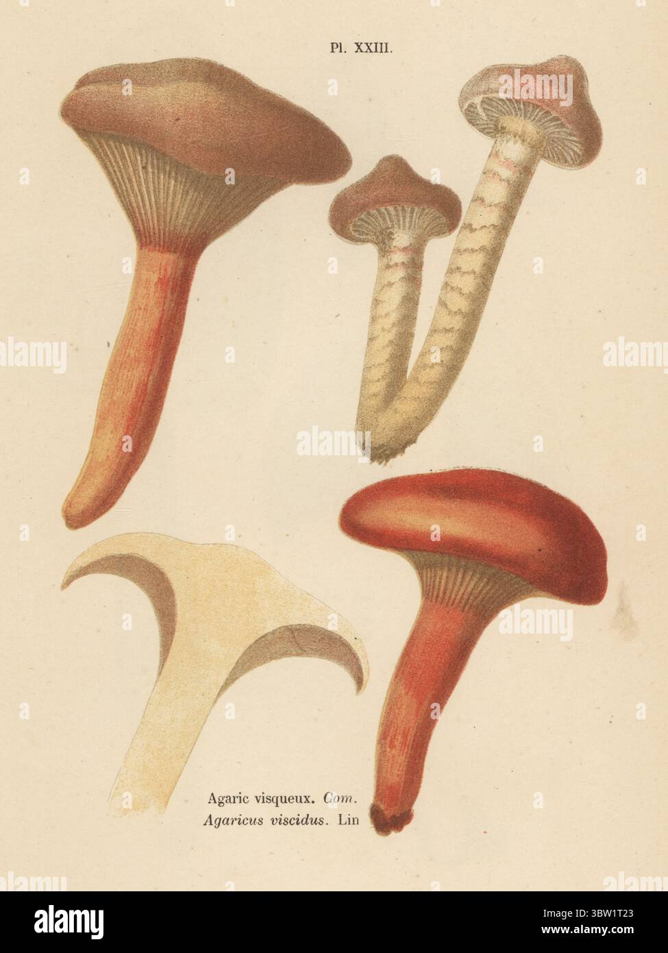 Kupferspike Pilz, Chroogomphus rutilus. Essbar. Agarvisqueux, Agaricus viscidus. Genießbar. Chromolithographie nach einer botanischen Illustration der Künstlerin Aimée-Eugénie Delville-Cordier aus Francois Simeon Cordiers Les Champignons, Histoire, Beschreibung, Kultur, Verwendungen, Pilze, Geschichte, Beschreibung, Anbau, Verwendung, J. Rothschild, Paris, 1876. Stockfoto