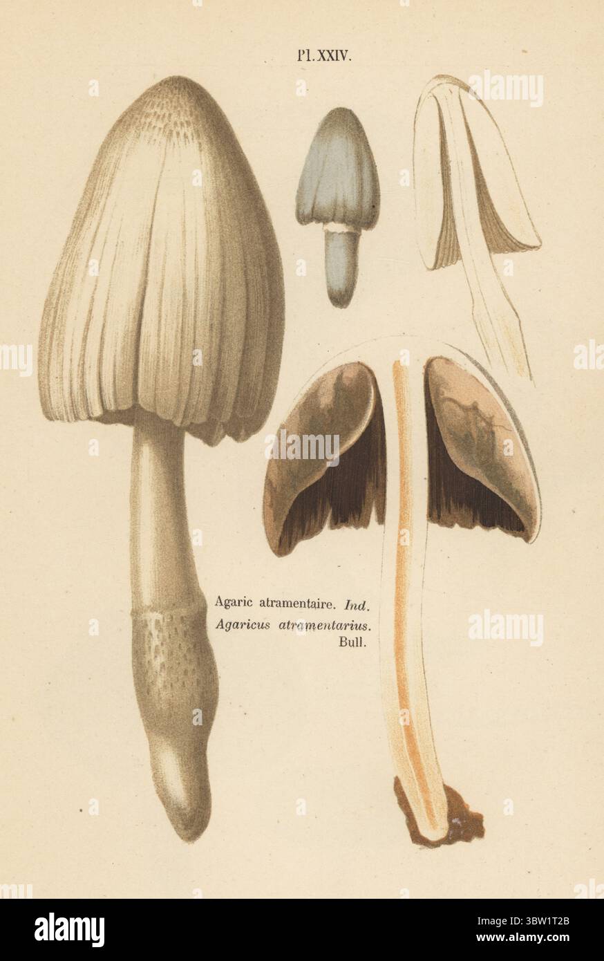 Gemeinsame Tintenkappe, Coprinopsis atramentaria. Agaratramentaire, Agaricus atramentarius. Chromolithographie nach einer botanischen Illustration der Künstlerin Aimée-Eugénie Delville-Cordier aus Francois Simeon Cordiers Les Champignons, Histoire, Beschreibung, Kultur, Verwendungen, Pilze, Geschichte, Beschreibung, Anbau, Verwendung, J. Rothschild, Paris, 1876. Stockfoto
