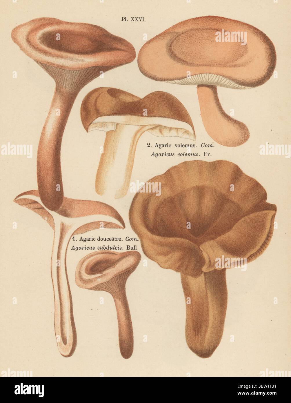 Fischmilchkapseln, Lactifluus volemus 1 und milde Milchkapseln, Lactarius subdulcis 2. Essbar. Agaric volumus, Agaricus volemus, Agaric douceatre, Agaricus subdulcis. Genießbar. Chromolithographie nach einer botanischen Illustration der Künstlerin Aimée-Eugénie Delville-Cordier aus Francois Simeon Cordiers Les Champignons, Histoire, Beschreibung, Kultur, Verwendungen, Pilze, Geschichte, Beschreibung, Anbau, Verwendung, J. Rothschild, Paris, 1876. Stockfoto
