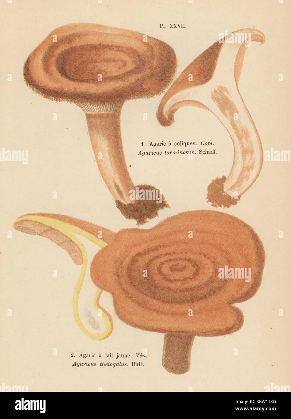 Wollmilchkapseln, Lactarius torminosus, essbar 1, und Gelbtropfenmilchkapseln, Lactarius chrysorrheus, giftig 2. Agaric a coliques, Agaricus torminosus, Agaric a lait jaune, Agaricus theiogalus. Chromolithographie nach einer botanischen Illustration der Künstlerin Aimée-Eugénie Delville-Cordier aus Francois Simeon Cordiers Les Champignons, Histoire, Beschreibung, Kultur, Verwendungen, Pilze, Geschichte, Beschreibung, Anbau, Verwendung, J. Rothschild, Paris, 1876. Stockfoto