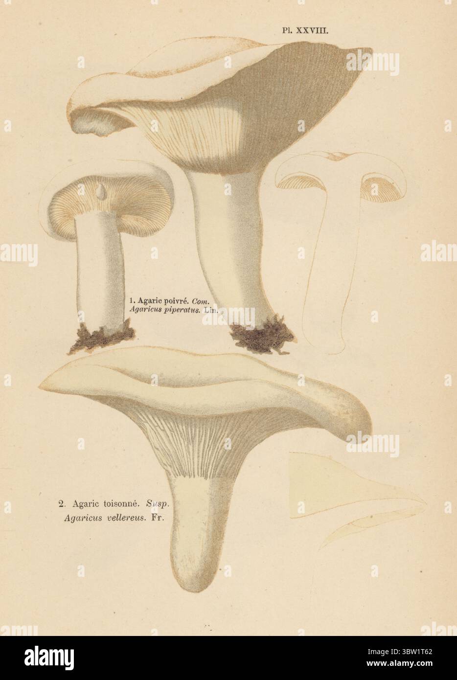 Pfeffrige Milchkapsel, Lactifluus piperatus, essbar 1, und flauschige Milchkapsel, Lactifluus vellereus, Susp. 2. Agarisches Poivre, Agaricus piperatus, agarisches Toisonne, Agaricus vellereus. Chromolithographie nach einer botanischen Illustration der Künstlerin Aimée-Eugénie Delville-Cordier aus Francois Simeon Cordiers Les Champignons, Histoire, Beschreibung, Kultur, Verwendungen, Pilze, Geschichte, Beschreibung, Anbau, Verwendung, J. Rothschild, Paris, 1876. Stockfoto