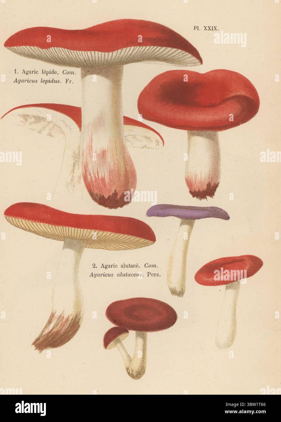 Schuppensäge, Neolentinus lepideus 1, und Olive brittlegill Russula olivacea 2. Essbar. Agarlepide, Agaricus lepidus, Agaralutace, Agaricus alutaceus. Genießbar. Chromolithographie nach einer botanischen Illustration der Künstlerin Aimée-Eugénie Delville-Cordier aus Francois Simeon Cordiers Les Champignons, Histoire, Beschreibung, Kultur, Verwendungen, Pilze, Geschichte, Beschreibung, Anbau, Verwendung, J. Rothschild, Paris, 1876. Stockfoto