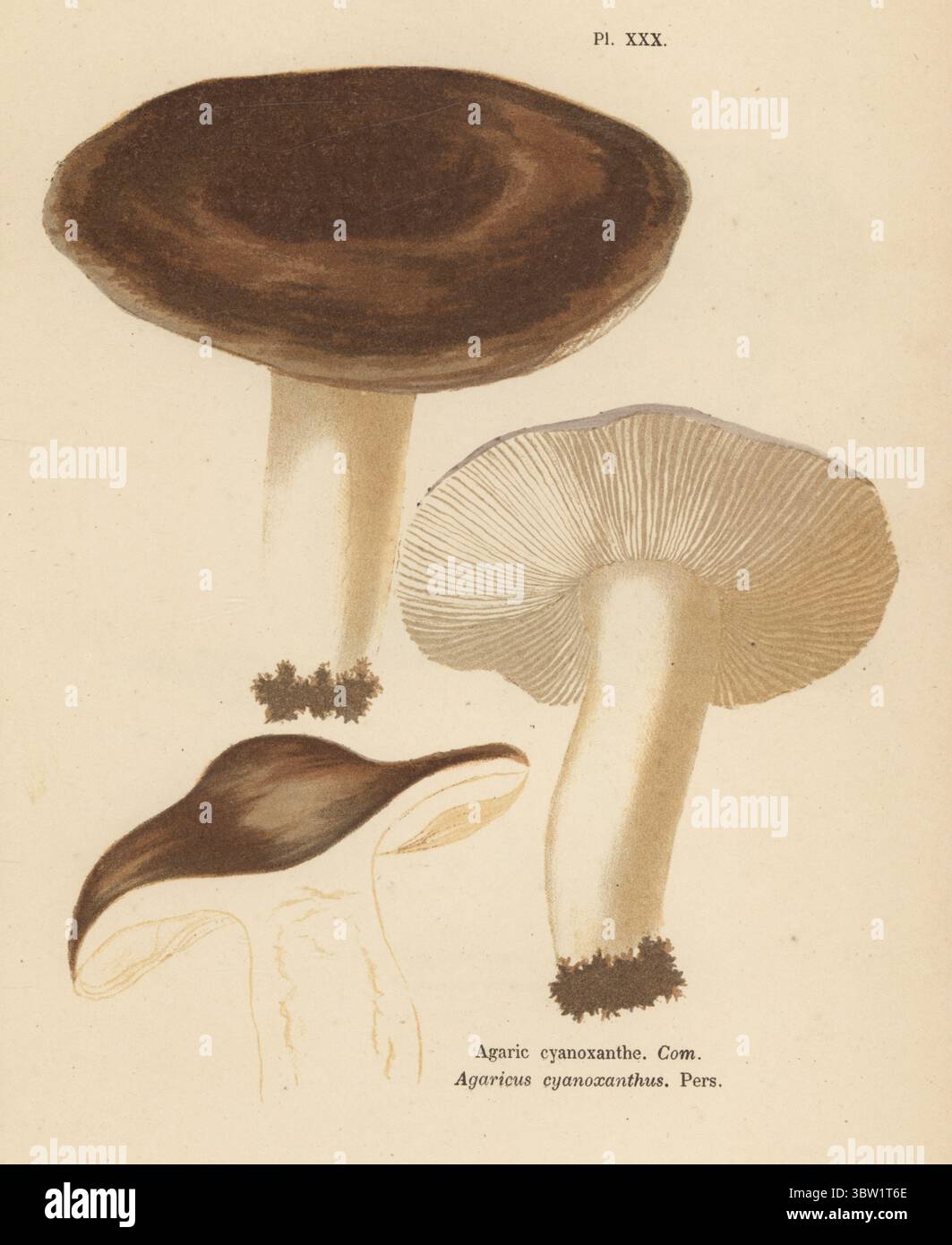 Kohlebrenner Russula cyanoxantha. Essbar. Agarcyanoxanthe, Agaricus cyanoxanthus. Genießbar. Chromolithographie nach einer botanischen Illustration der Künstlerin Aimée-Eugénie Delville-Cordier aus Francois Simeon Cordiers Les Champignons, Histoire, Beschreibung, Kultur, Verwendungen, Pilze, Geschichte, Beschreibung, Anbau, Verwendung, J. Rothschild, Paris, 1876. Stockfoto