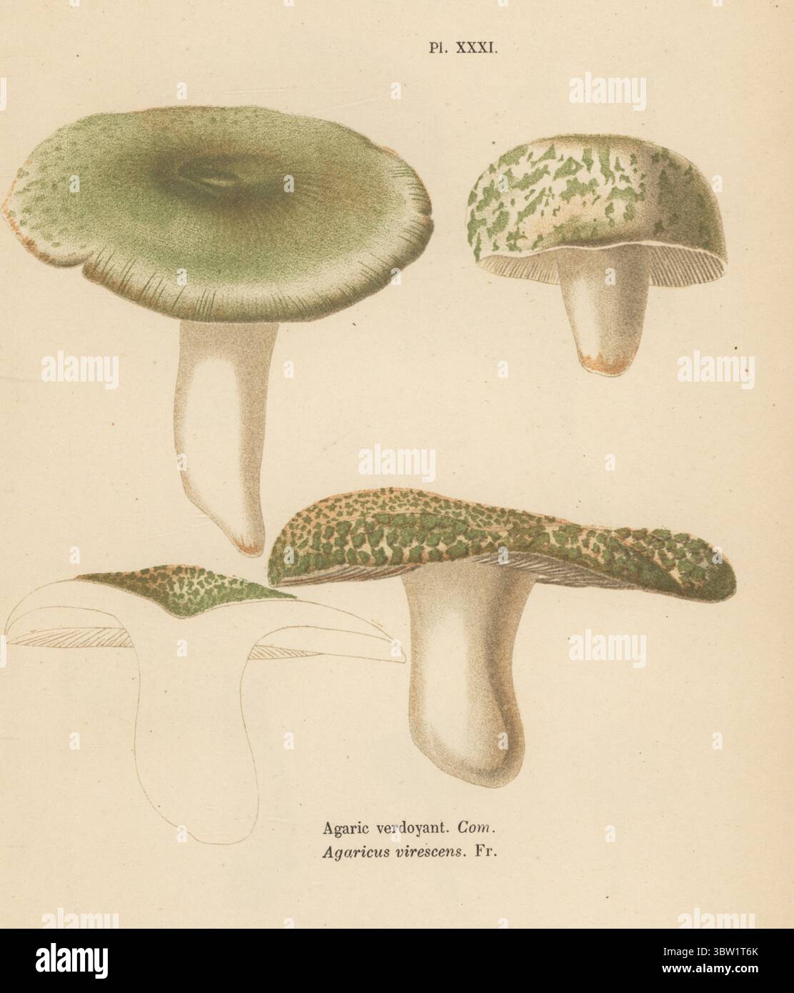 Grün knackende Russula, gesteppte grüne Russula oder grüne Krokant, Russula virescens. Essbar. Agarischer Verdoyant, Agaricus virescens. Genießbar. Chromolithographie nach einer botanischen Illustration der Künstlerin Aimée-Eugénie Delville-Cordier aus Francois Simeon Cordiers Les Champignons, Histoire, Beschreibung, Kultur, Verwendungen, Pilze, Geschichte, Beschreibung, Anbau, Verwendung, J. Rothschild, Paris, 1876. Stockfoto