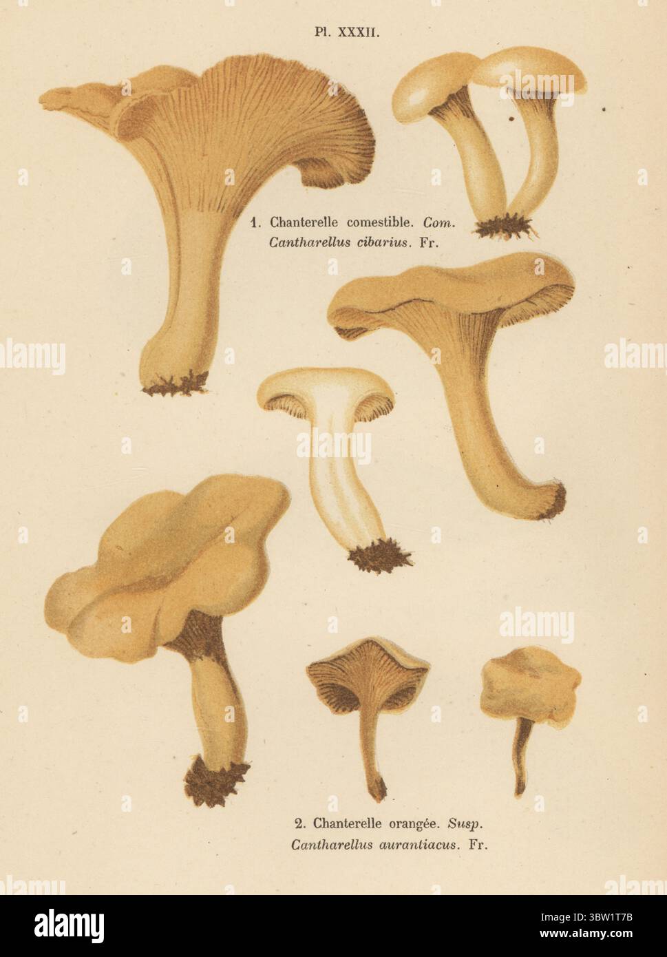 Pfifferling, Chanterelle comestible, Cantharellus cibarius, essbar 1 und falsche Pfifferling, Pfifferling Orange, Hygrophoropsis aurantiaca, Susp. 2. Chromolithographie nach einer botanischen Illustration der Künstlerin Aimée-Eugénie Delville-Cordier aus Francois Simeon Cordiers Les Champignons, Histoire, Beschreibung, Kultur, Verwendungen, Pilze, Geschichte, Beschreibung, Anbau, Verwendung, J. Rothschild, Paris, 1876. Stockfoto