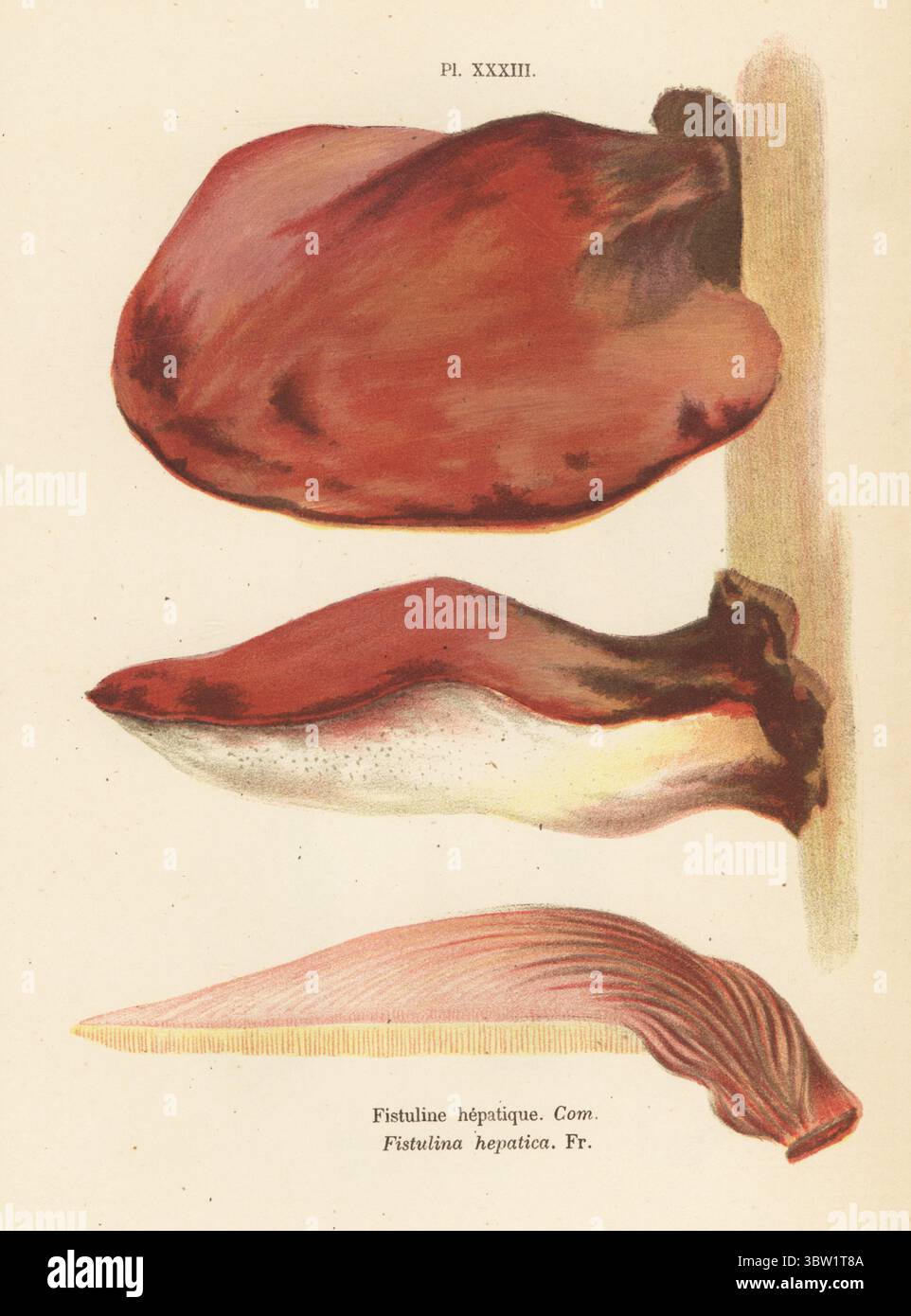 Beefsteak Pilz, Fistuline hepatique, Fistulina hepatica. Essbar. Genießbar. Chromolithographie nach einer botanischen Illustration der Künstlerin Aimée-Eugénie Delville-Cordier aus Francois Simeon Cordiers Les Champignons, Histoire, Beschreibung, Kultur, Verwendungen, Pilze, Geschichte, Beschreibung, Anbau, Verwendung, J. Rothschild, Paris, 1876. Stockfoto