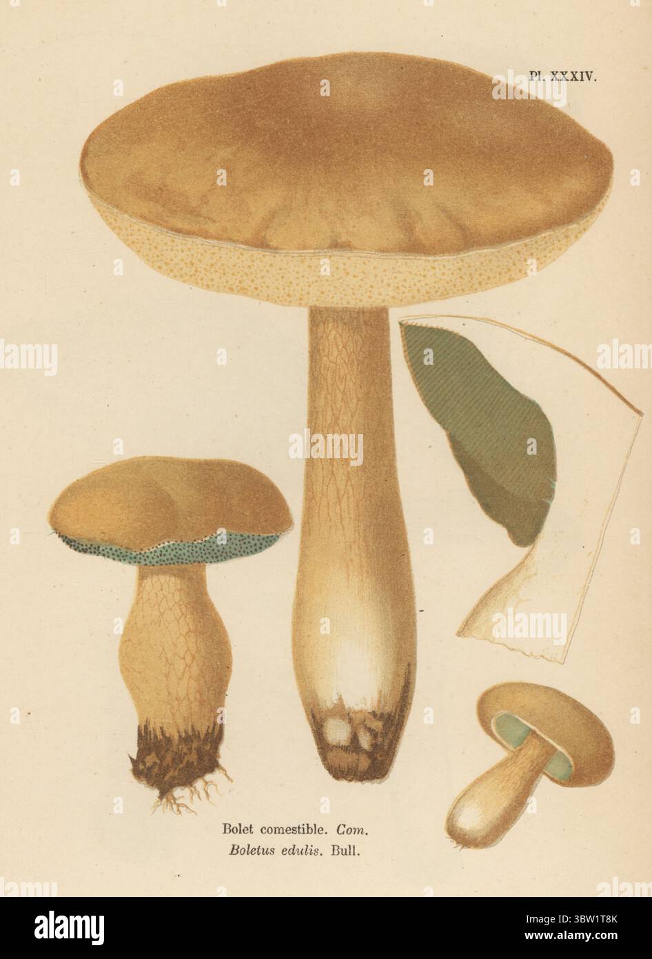 CEP, Penny Bun, Bolete, Bolet Comestible, Boletus edulis. Essbar. Chromolithographie nach einer botanischen Illustration der Künstlerin Aimée-Eugénie Delville-Cordier aus Francois Simeon Cordiers Les Champignons, Histoire, Beschreibung, Kultur, Verwendungen, Pilze, Geschichte, Beschreibung, Anbau, Verwendung, J. Rothschild, Paris, 1876. Stockfoto