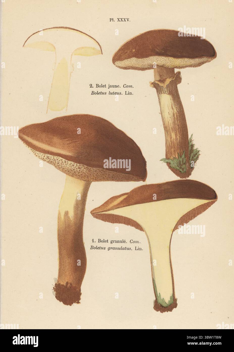 Rutschiger Wagenheber, Suillus luteus 1, und weinender Bolete, Suillus granulatus 2. Essbar. Bolet jaune, Boletus luteus, Bolet granulatus. Genießbar. Chromolithographie nach einer botanischen Illustration der Künstlerin Aimée-Eugénie Delville-Cordier aus Francois Simeon Cordiers Les Champignons, Histoire, Beschreibung, Kultur, Verwendungen, Pilze, Geschichte, Beschreibung, Anbau, Verwendung, J. Rothschild, Paris, 1876. Stockfoto