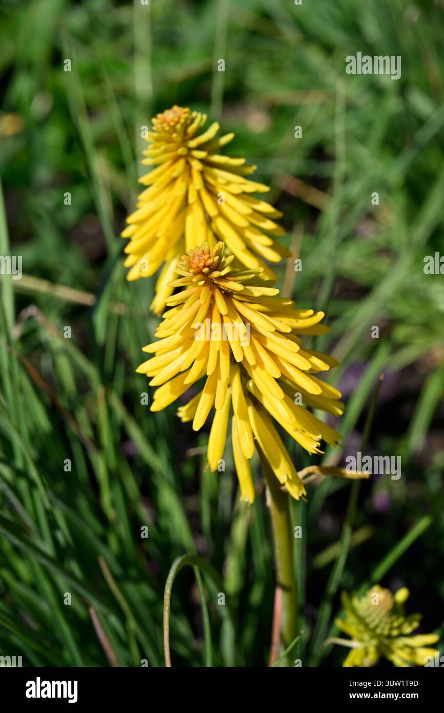 Hellgelbe Sommerblume von rot-heißen Poker, Kniphofia Banana Popsicle UK Garden Juli Stockfoto