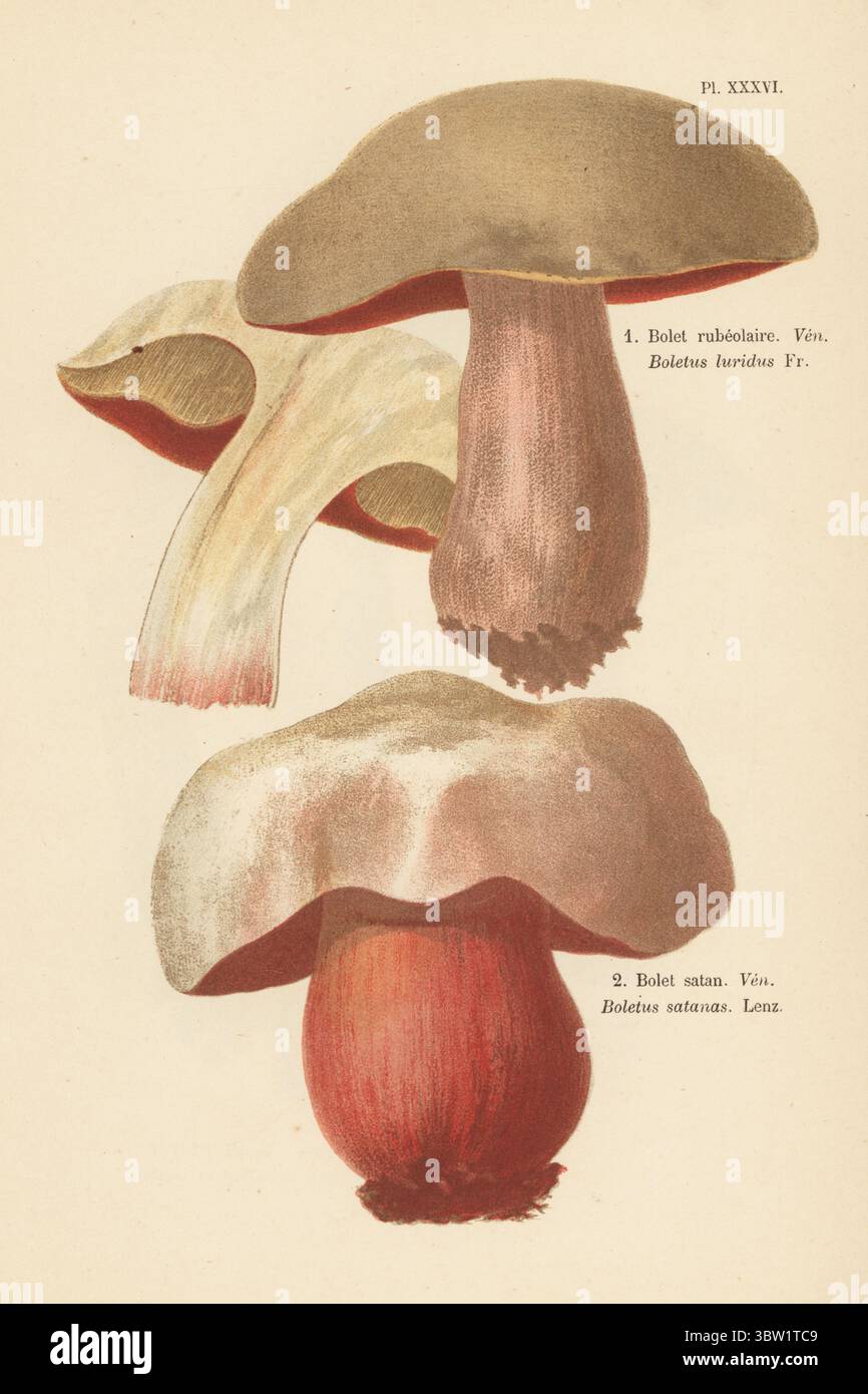 Lurid bolete, Suillellus luridus 1 und Teufelsbolete Rubroboletus satanas 2. Giftig. Bolet rubeolaire, Boletus luridus, Bolet satan, Boletus satanas. Veneneux. Chromolithographie nach einer botanischen Illustration der Künstlerin Aimée-Eugénie Delville-Cordier aus Francois Simeon Cordiers Les Champignons, Histoire, Beschreibung, Kultur, Verwendungen, Pilze, Geschichte, Beschreibung, Anbau, Verwendung, J. Rothschild, Paris, 1876. Stockfoto