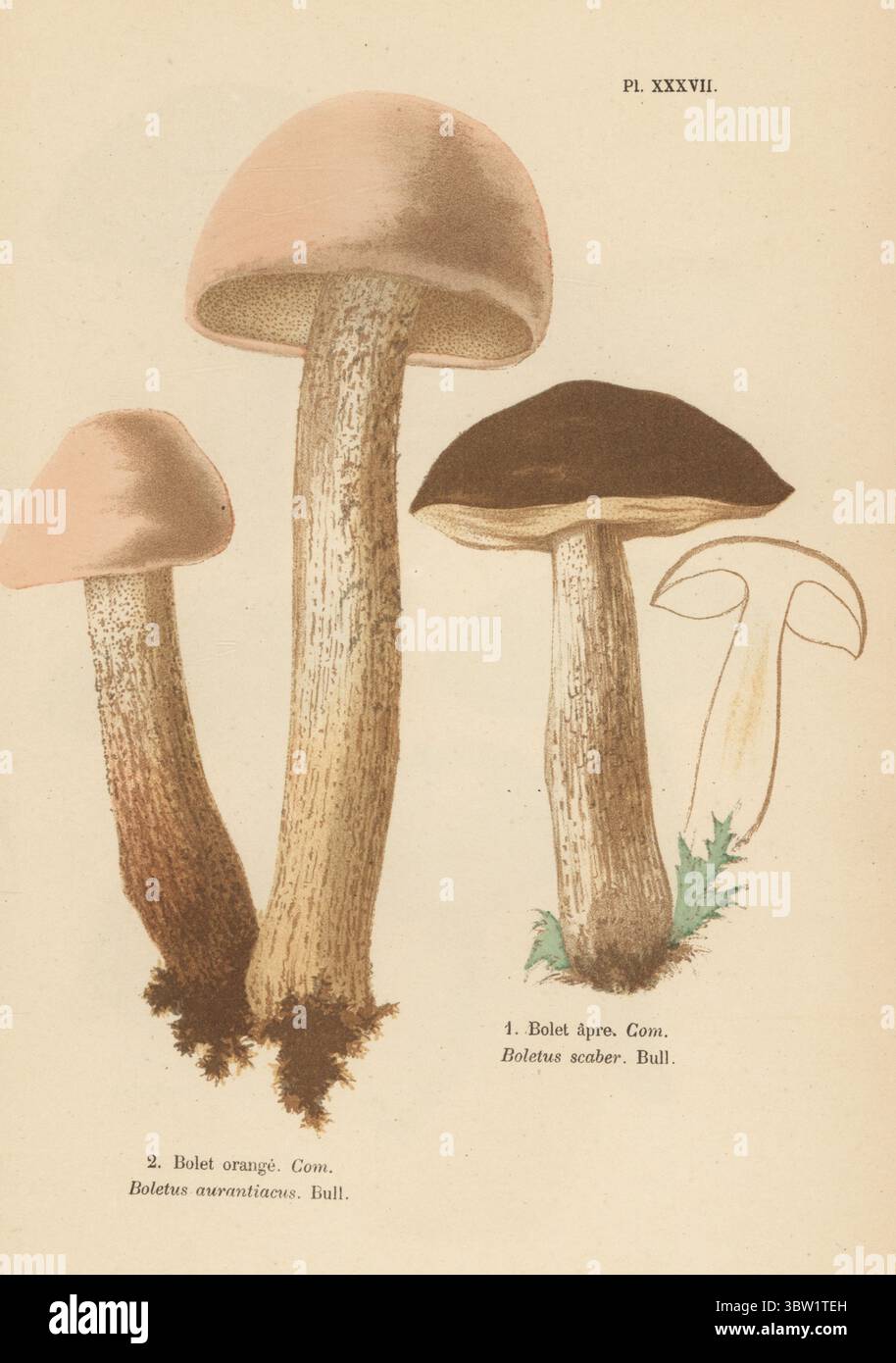 Braune Birkenbolete, Leccinum scabrum 1 und orangener Eichenbolete, Leccinum aurantiacum 2. Essbar. Bolet Apre, Boletus Scaber, Bolet orange, Boletus aurantiacus. Genießbar. Chromolithographie nach einer botanischen Illustration der Künstlerin Aimée-Eugénie Delville-Cordier aus Francois Simeon Cordiers Les Champignons, Histoire, Beschreibung, Kultur, Verwendungen, Pilze, Geschichte, Beschreibung, Anbau, Verwendung, J. Rothschild, Paris, 1876. Stockfoto