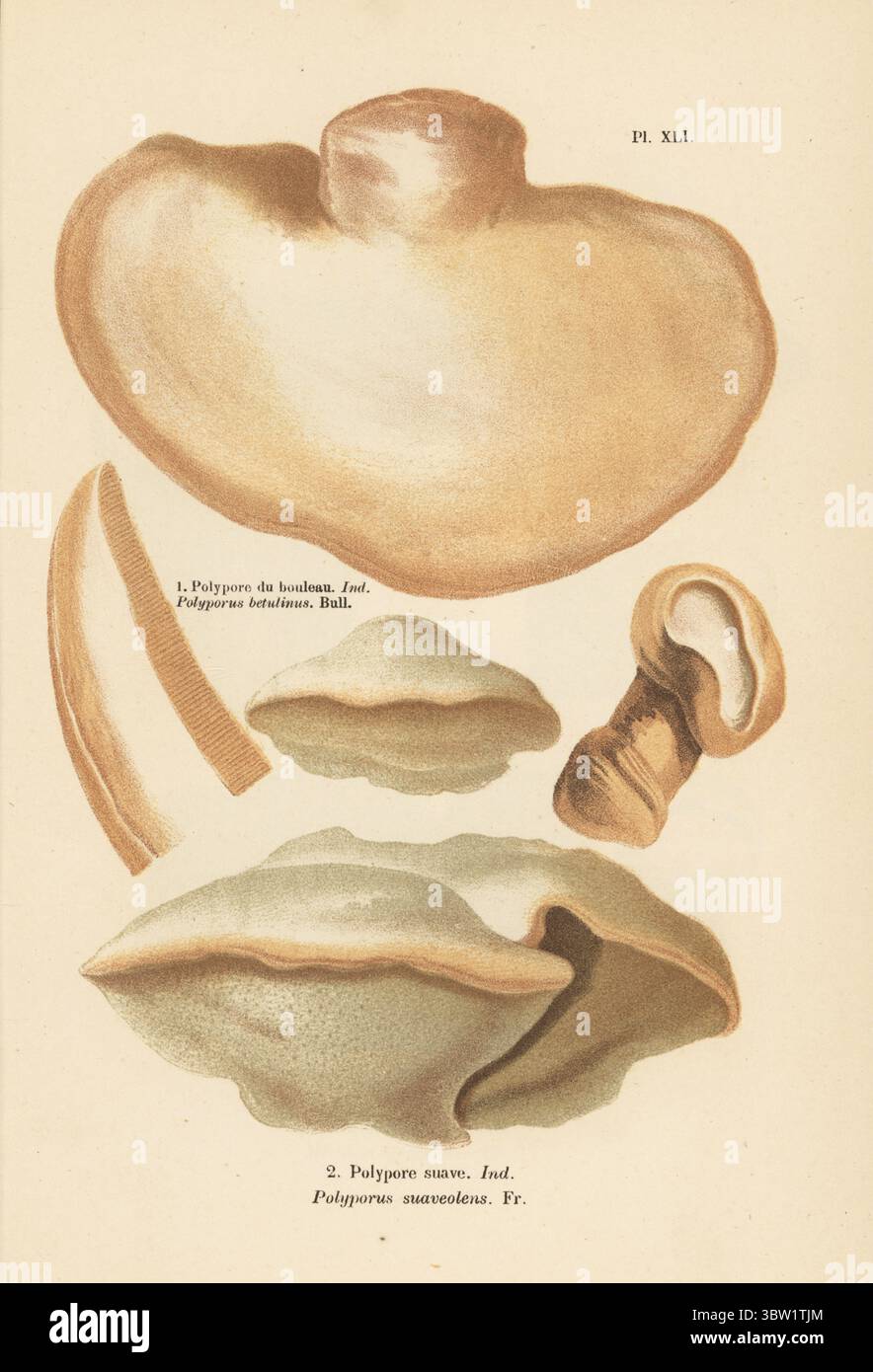Birkenpolypore, Fomitopsis betulina 1 und duftende Halterung, Trametes suaveolens 2. Polypore du bouleau, Polyporus betulinus, Polypore suave, Polyporus suaveolens. Chromolithographie nach einer botanischen Illustration der Künstlerin Aimée-Eugénie Delville-Cordier aus Francois Simeon Cordiers Les Champignons, Histoire, Beschreibung, Kultur, Verwendungen, Pilze, Geschichte, Beschreibung, Anbau, Verwendung, J. Rothschild, Paris, 1876. Stockfoto