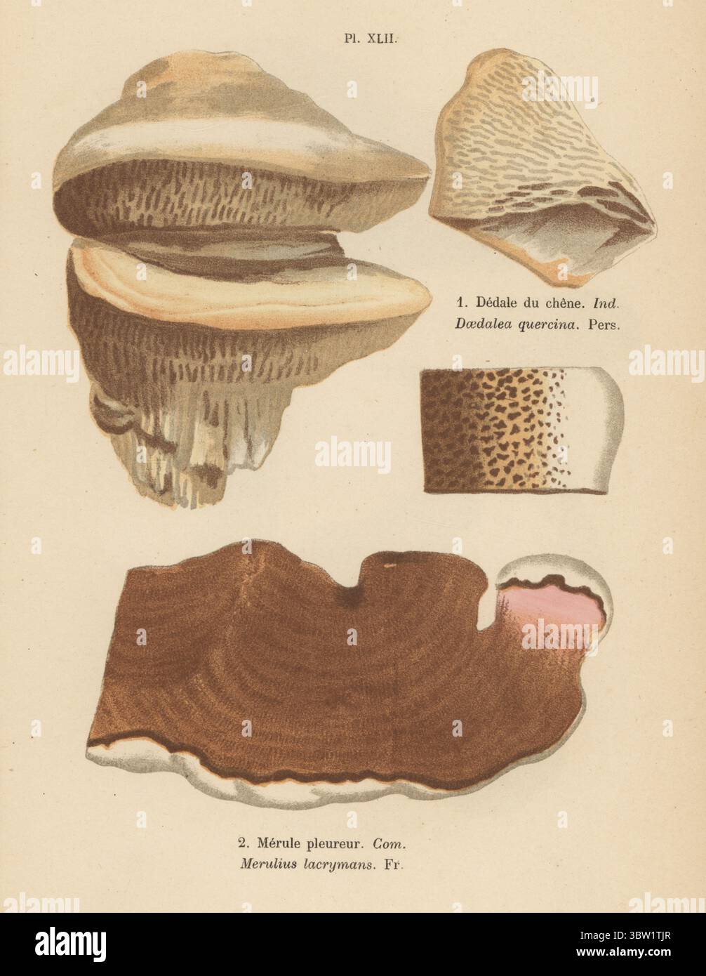 Eichenmazegill, Daedalea quercina 1 und Trockenfäule, Serpula lacrymans, essbar 2. Dedale du chene, Daedalea quercina, Merule pleureur, Merulius lacrymans. Chromolithographie nach einer botanischen Illustration der Künstlerin Aimée-Eugénie Delville-Cordier aus Francois Simeon Cordiers Les Champignons, Histoire, Beschreibung, Kultur, Verwendungen, Pilze, Geschichte, Beschreibung, Anbau, Verwendung, J. Rothschild, Paris, 1876. Stockfoto