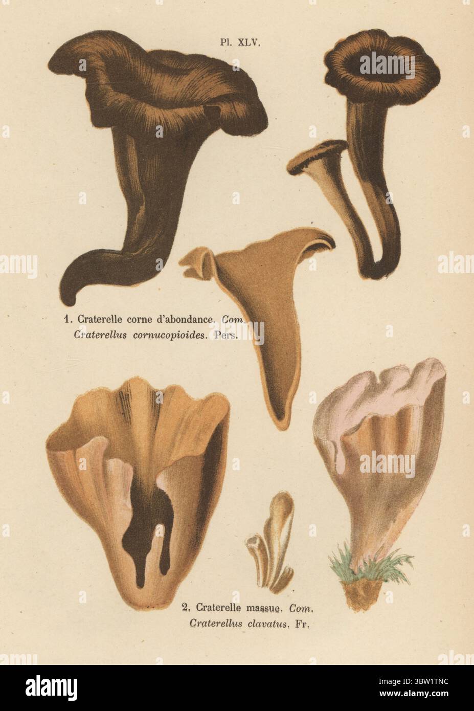 Horn des Plusses, Craterelle Corne d'abondance, Craterellus cornucopioides 1 und Schweinehohr Gomphus clavatus 2. Essbar. Craterelle massue, Craterellus clavatus. Chromolithographie nach einer botanischen Illustration der Künstlerin Aimée-Eugénie Delville-Cordier aus Francois Simeon Cordiers Les Champignons, Histoire, Beschreibung, Kultur, Verwendungen, Pilze, Geschichte, Beschreibung, Anbau, Verwendung, J. Rothschild, Paris, 1876. Stockfoto