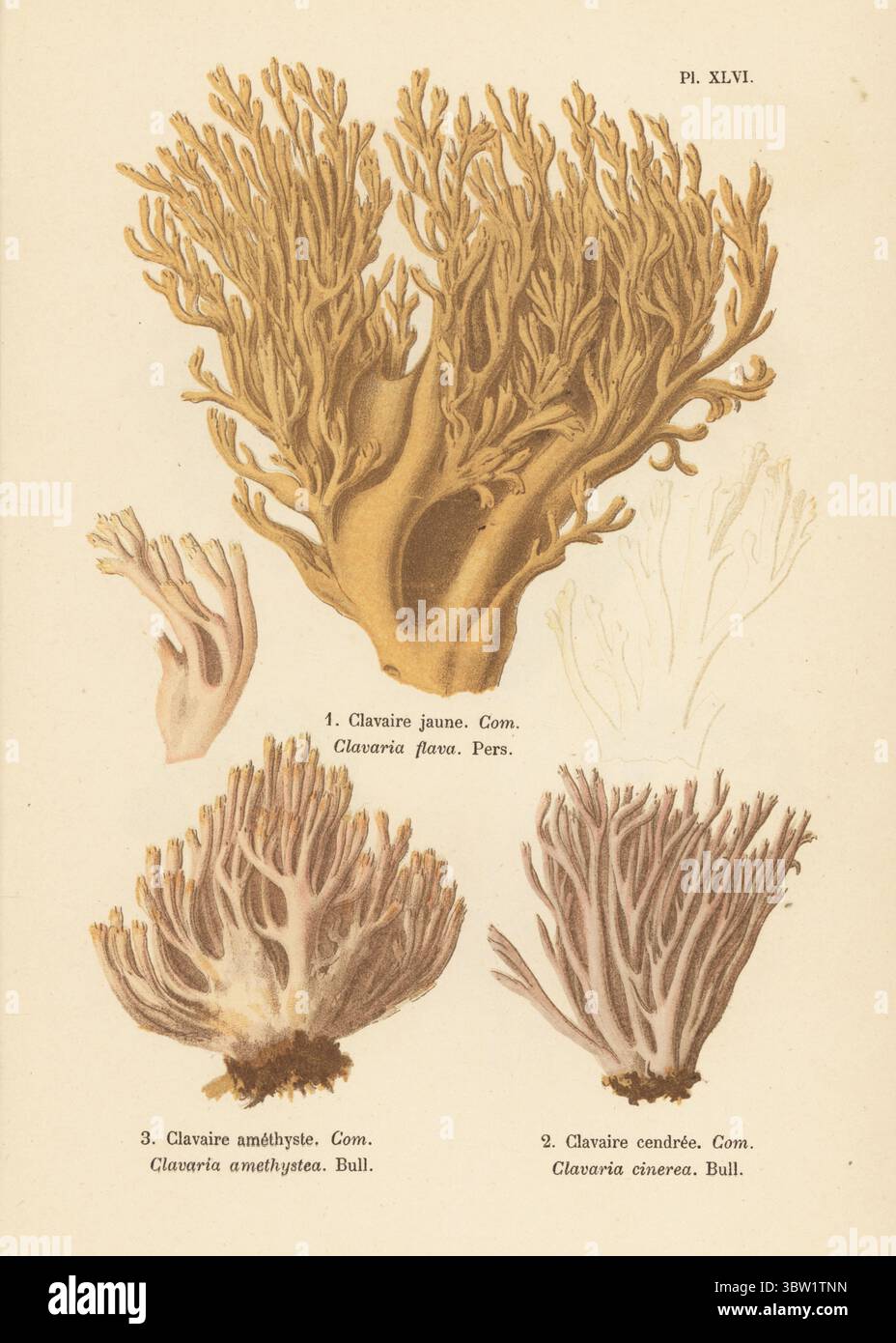 Ziegenbart, Ramaria flava 1, Korallenpilz, Clavulina amethystina 2 und grauer Korallenpilz Clavulina cinerea 3. Clavaire jaune, Clavaria flava, Clavaire amethyste, Clavaria amethystea, Clavaire cendree, Clavaria cinerea. Chromolithographie nach einer botanischen Illustration der Künstlerin Aimée-Eugénie Delville-Cordier aus Francois Simeon Cordiers Les Champignons, Histoire, Beschreibung, Kultur, Verwendungen, Pilze, Geschichte, Beschreibung, Anbau, Verwendung, J. Rothschild, Paris, 1876. Stockfoto