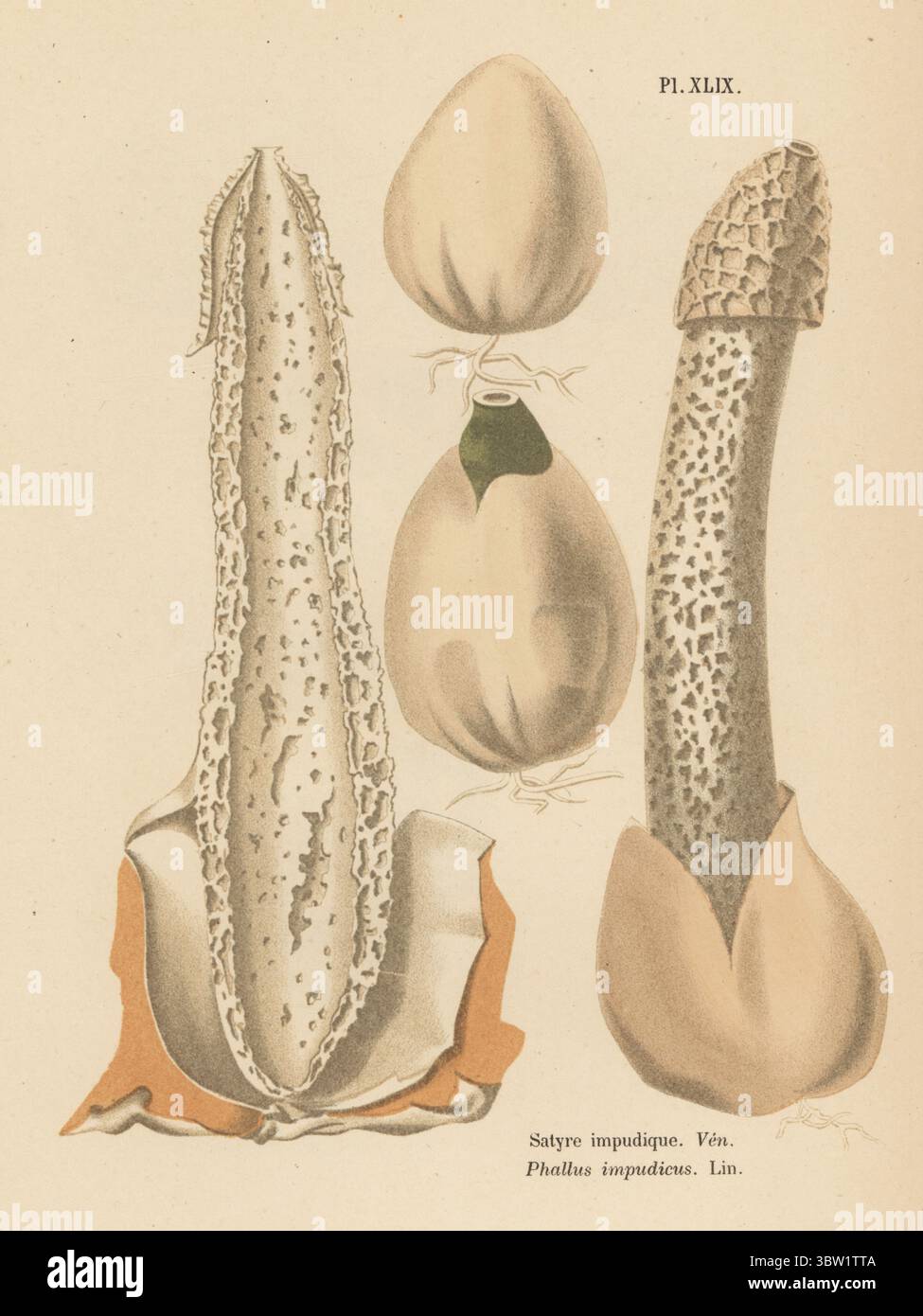 Stinkhorn, Satyre unpudique, Phallus impudicus, giftig. Veneneux. Chromolithographie nach einer botanischen Illustration der Künstlerin Aimée-Eugénie Delville-Cordier aus Francois Simeon Cordiers Les Champignons, Histoire, Beschreibung, Kultur, Verwendungen, Pilze, Geschichte, Beschreibung, Anbau, Verwendung, J. Rothschild, Paris, 1876. Stockfoto