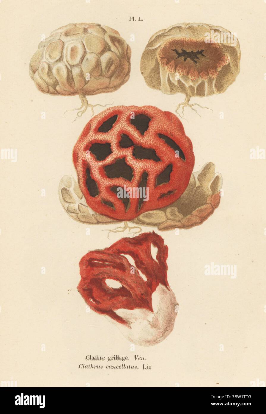 Roter Käfig, Clathrus ruber. Clathre Grillage, Clathrus cancellatus. Giftig. Veneneux. Chromolithographie nach einer botanischen Illustration der Künstlerin Aimée-Eugénie Delville-Cordier aus Francois Simeon Cordiers Les Champignons, Histoire, Beschreibung, Kultur, Verwendungen, Pilze, Geschichte, Beschreibung, Anbau, Verwendung, J. Rothschild, Paris, 1876. Stockfoto