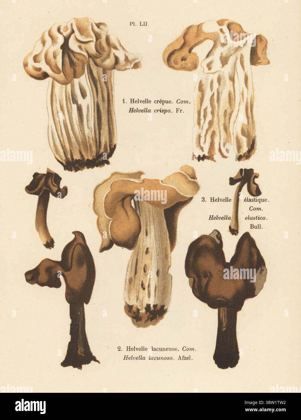 Weißer Sattel, Helvelle Crepue, Helvella crispa 1, elastischer Sattel, Helvelle Elastique, Helvella elastica 2 und Elfensattel, Helvelle lacuneuse, Helvella lacunosa 3. Chromolithographie nach einer botanischen Illustration der Künstlerin Aimée-Eugénie Delville-Cordier aus Francois Simeon Cordiers Les Champignons, Histoire, Beschreibung, Kultur, Verwendungen, Pilze, Geschichte, Beschreibung, Anbau, Verwendung, J. Rothschild, Paris, 1876. Stockfoto
