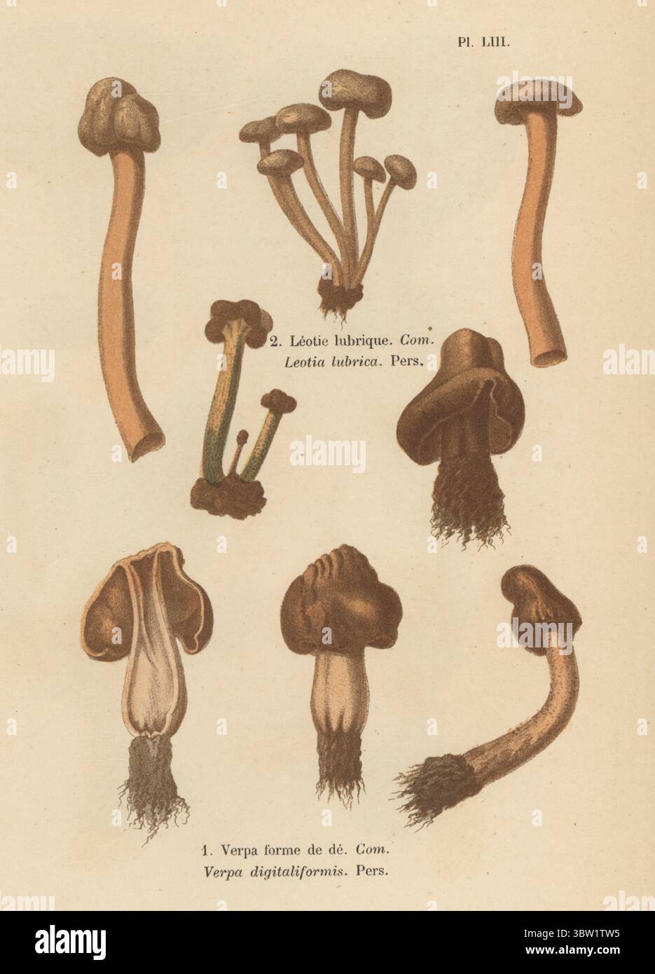 Early Morl, Verpa forme de de, Verpa digitaliformis 1 und Jellybaby, Leotie Luvque, Leotia Luvca 2. Essbar. Chromolithographie nach einer botanischen Illustration der Künstlerin Aimée-Eugénie Delville-Cordier aus Francois Simeon Cordiers Les Champignons, Histoire, Beschreibung, Kultur, Verwendungen, Pilze, Geschichte, Beschreibung, Anbau, Verwendung, J. Rothschild, Paris, 1876. Stockfoto