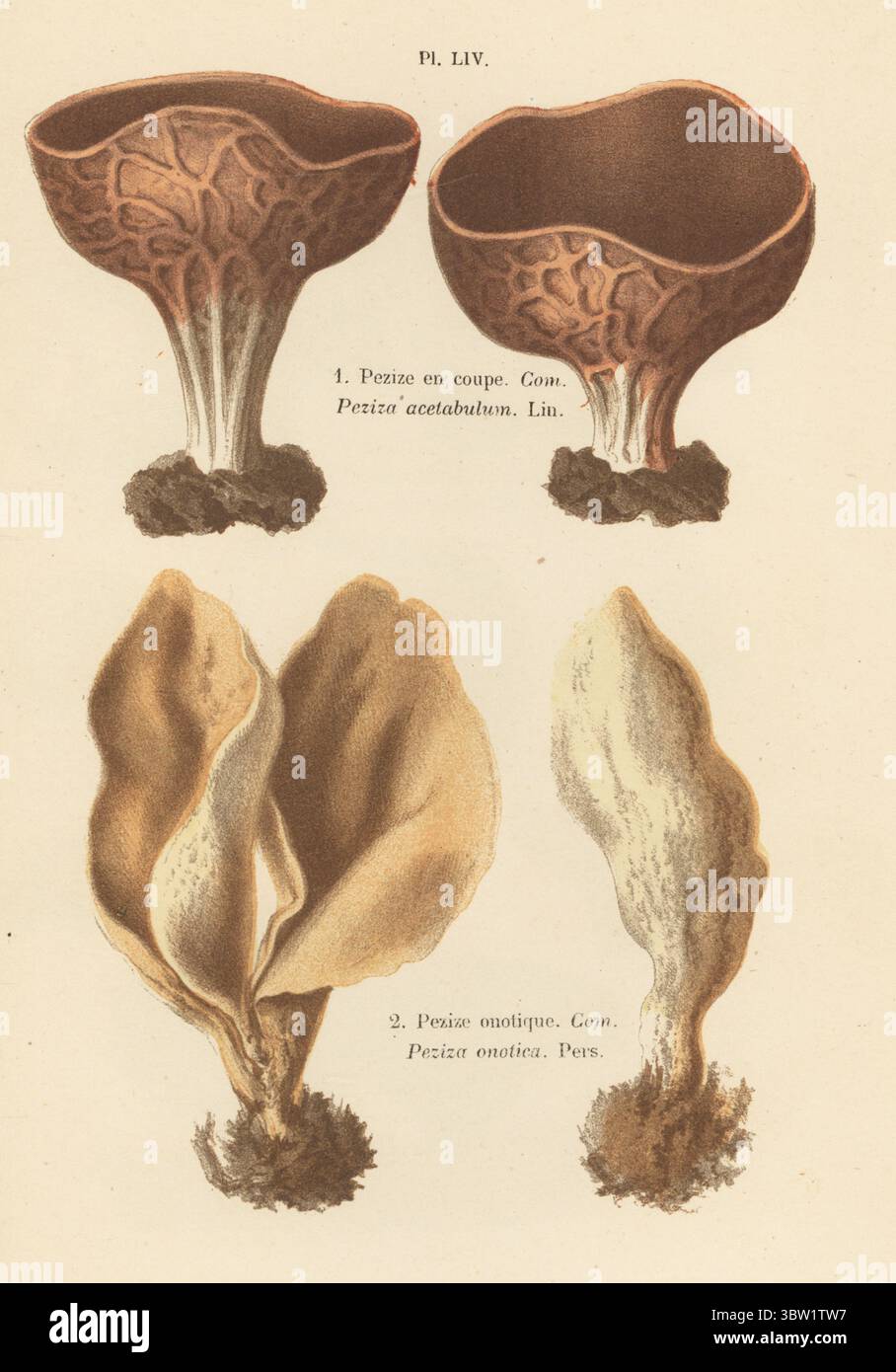 Essigbecher, Helvella acetabulum 1 und Hasenohr Otidea onotica 2. Pezize en Coupe, Peziza acetabulum, Pezize onotique, Peziza onotica. Chromolithographie nach einer botanischen Illustration der Künstlerin Aimée-Eugénie Delville-Cordier aus Francois Simeon Cordiers Les Champignons, Histoire, Beschreibung, Kultur, Verwendungen, Pilze, Geschichte, Beschreibung, Anbau, Verwendung, J. Rothschild, Paris, 1876. Stockfoto