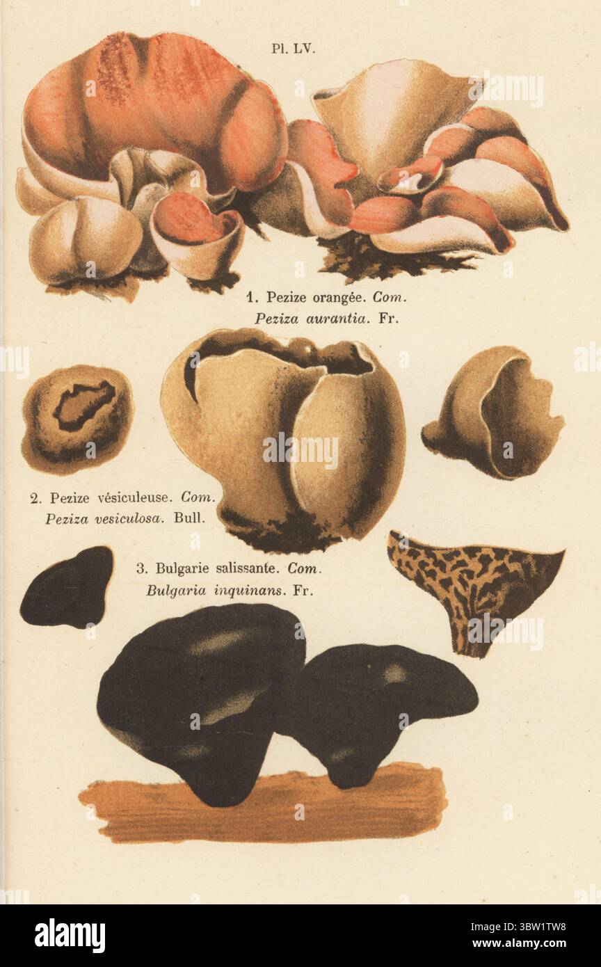 Orangenschalen-Pilz, Aleuria aurantia 1, Becher mit Bläschen, Peziza vesiculosa 2 und schwarzer Bulgar, Bulgarien Inquinans 3. Pezize orangee, Peziza aurantia, Pezize vesikuleuse, Bulgarie salissante. Chromolithographie nach einer botanischen Illustration der Künstlerin Aimée-Eugénie Delville-Cordier aus Francois Simeon Cordiers Les Champignons, Histoire, Beschreibung, Kultur, Verwendungen, Pilze, Geschichte, Beschreibung, Anbau, Verwendung, J. Rothschild, Paris, 1876. Stockfoto