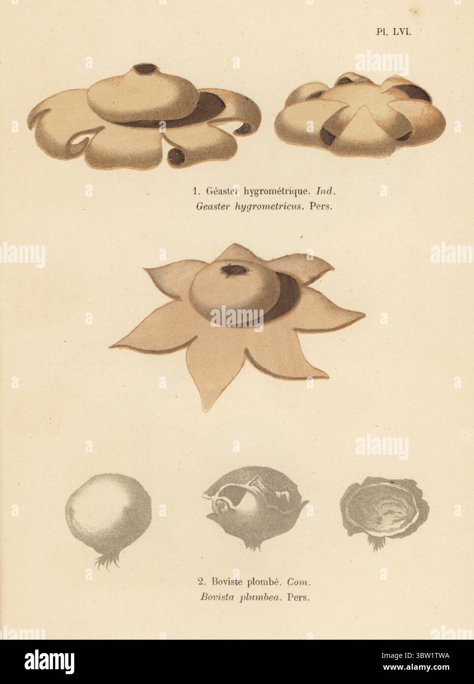 Hygroskopischer Regenstern, Astraeus hygrometricus 1, und grauer Puffball, Bovista plumbea 2. Geaster hygrometrique, Geaster hygrometricus, Boviste plombe, Bovista plumbea. Chromolithographie nach einer botanischen Illustration der Künstlerin Aimée-Eugénie Delville-Cordier aus Francois Simeon Cordiers Les Champignons, Histoire, Beschreibung, Kultur, Verwendungen, Pilze, Geschichte, Beschreibung, Anbau, Verwendung, J. Rothschild, Paris, 1876. Stockfoto