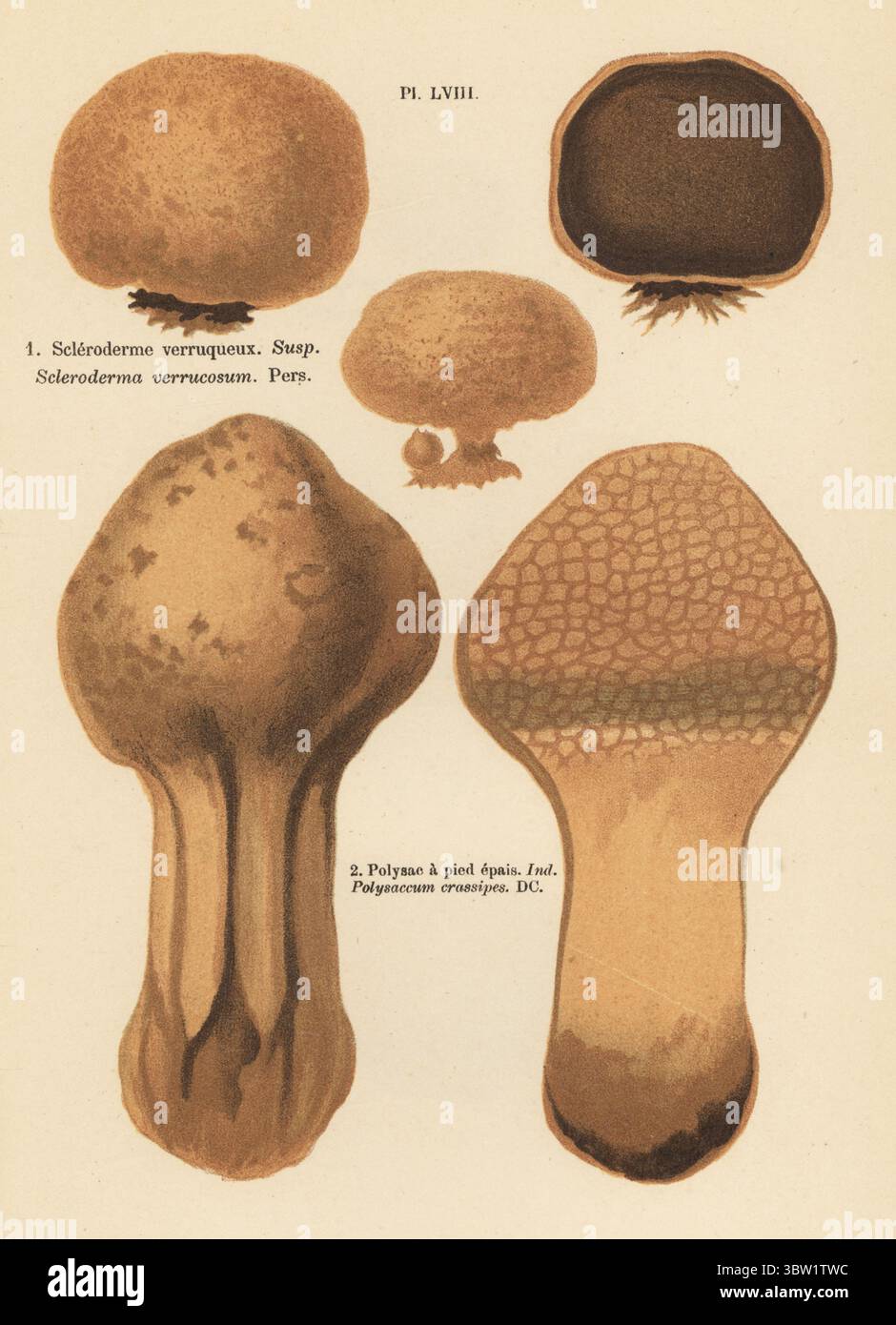 Skaly Earthball, Scleroderme verruqueux, Skleroderma verrucosum 1 und Dyeball, Pisolithus arhizus 2. Polysac a pied epais, Polysaccum crassipes. Chromolithographie nach einer botanischen Illustration der Künstlerin Aimée-Eugénie Delville-Cordier aus Francois Simeon Cordiers Les Champignons, Histoire, Beschreibung, Kultur, Verwendungen, Pilze, Geschichte, Beschreibung, Anbau, Verwendung, J. Rothschild, Paris, 1876. Stockfoto