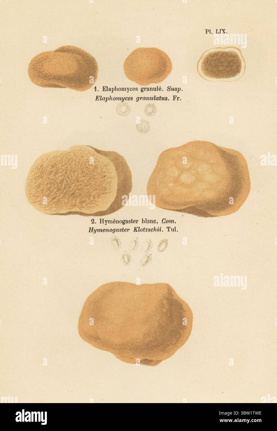 Falsche Trüffel, Elaphomyces-Granulat, Elaphomyces granulatus 1 und Descolea alba 2. Hymenogaster blanc, Hymenogaster klotzschii. Chromolithographie nach einer botanischen Illustration der Künstlerin Aimée-Eugénie Delville-Cordier aus Francois Simeon Cordiers Les Champignons, Histoire, Beschreibung, Kultur, Verwendungen, Pilze, Geschichte, Beschreibung, Anbau, Verwendung, J. Rothschild, Paris, 1876. Stockfoto