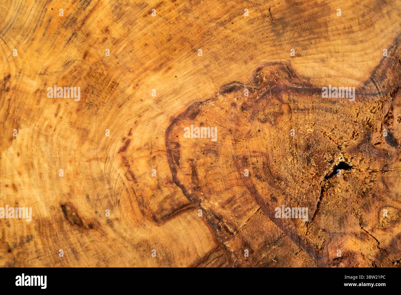 Nahaufnahme eines Baumstammquerschnitts mit detaillierten Wachstumsringen und reichhaltiger Holzstruktur, die Alter, Zeit und natürliches Muster symbolisieren Stockfoto