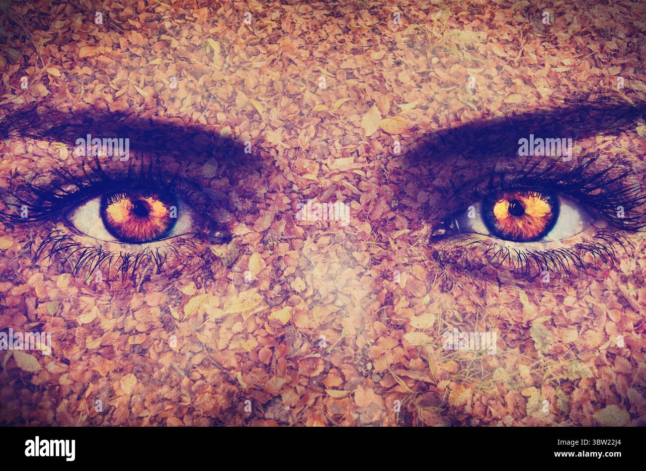 Bernsteinfarbene Augen und dunkle Augenbrauen leuchten über gefallenen Blättern in digitaler, flacher Ausführung mit doppelter Belichtung Stockfoto
