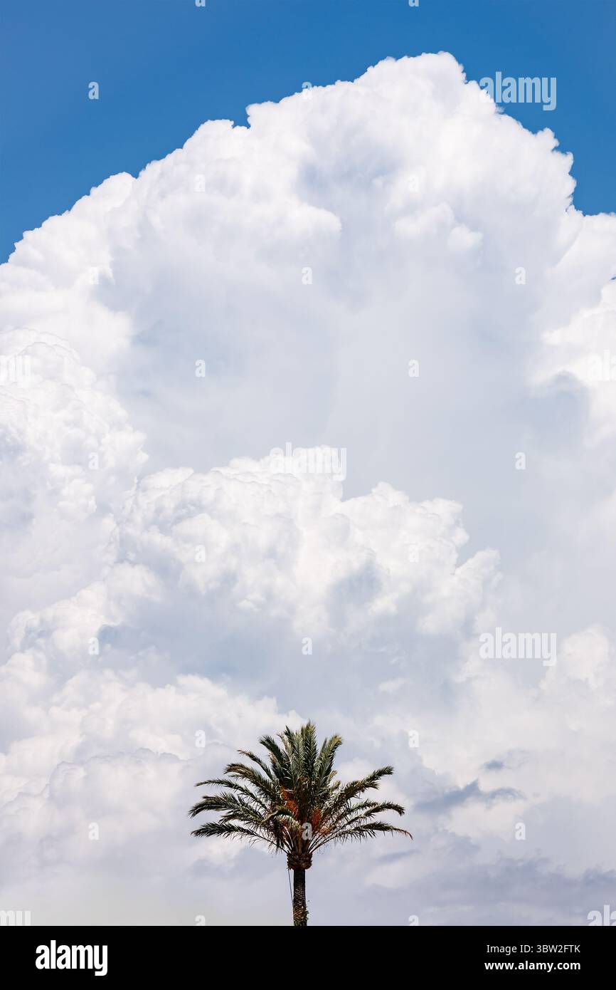 Palme mit Cumulonimbus in Villajoyosa Stockfoto