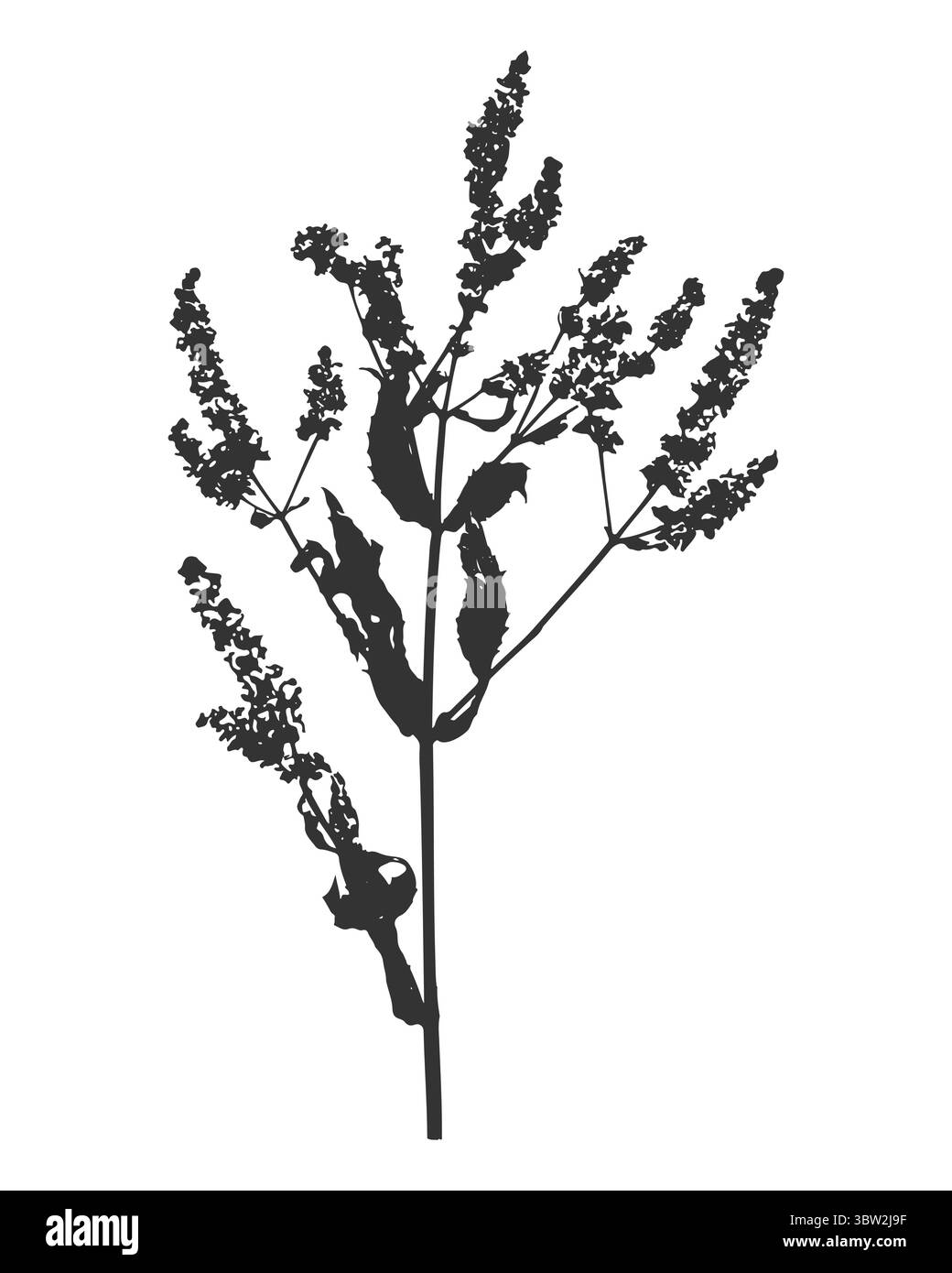 Minzzweig mit Blumen und Blättern Silhouette, pflanzlicher botanischer Druck des Zweiges, Tinte schwarz auf weißem Hintergrund. Vektorabbildung Stock Vektor